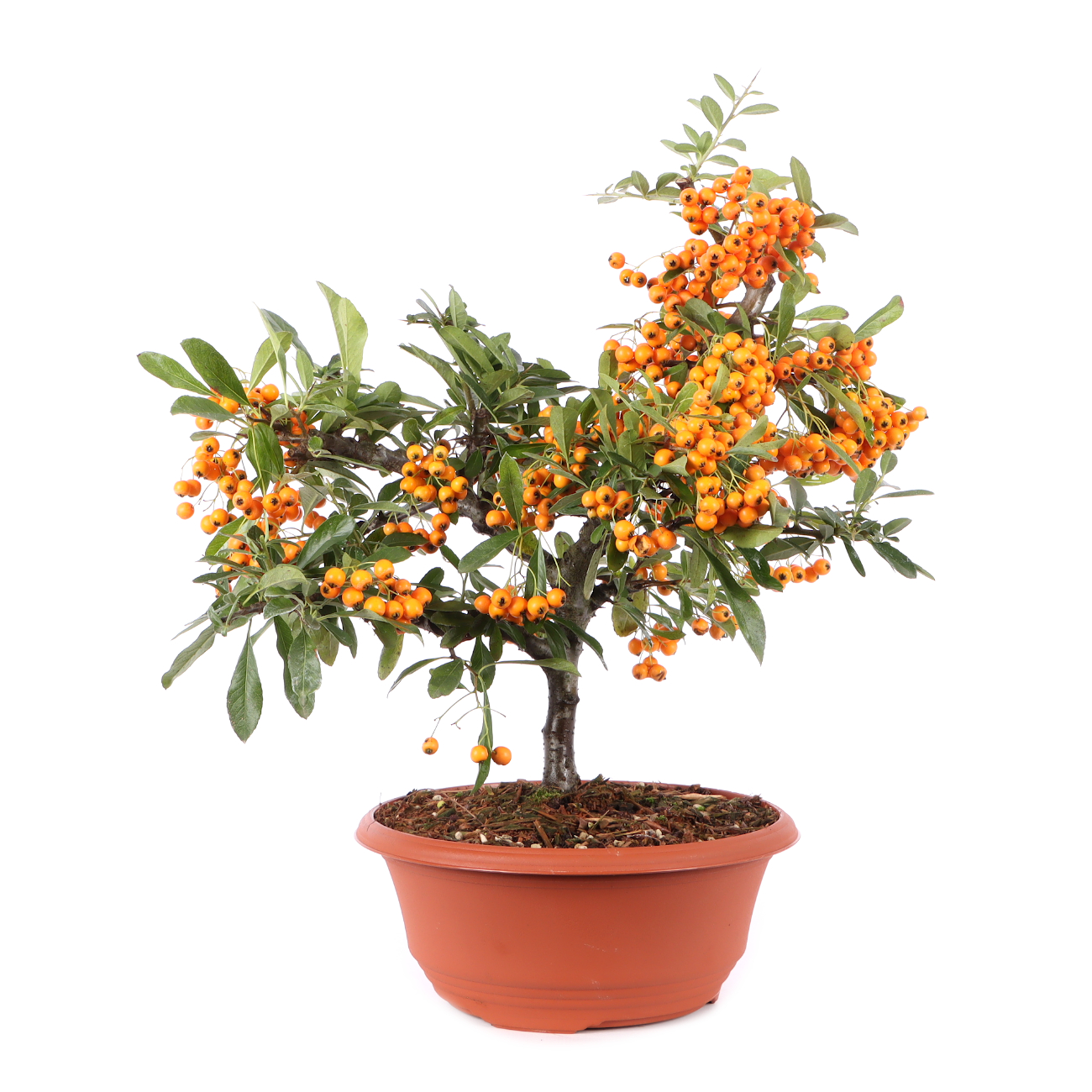 Pyracantha coccinea 'Orange Glow'