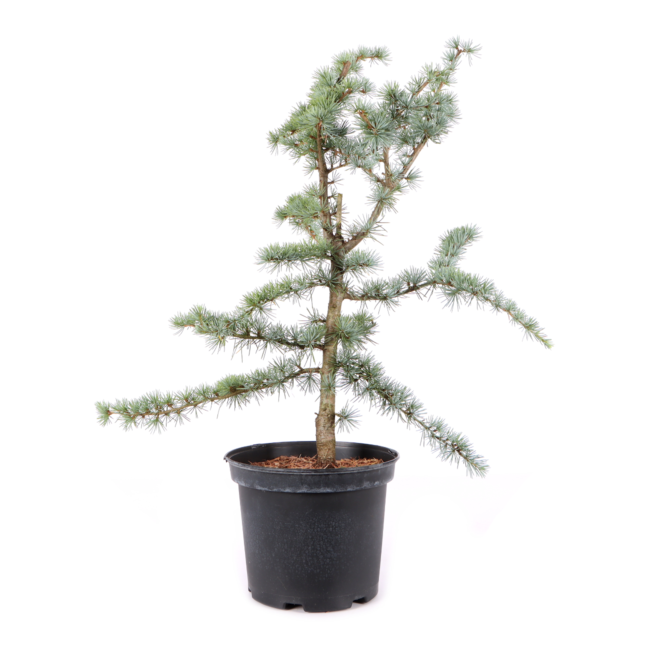 Cedrus atlantica 'Glauca'