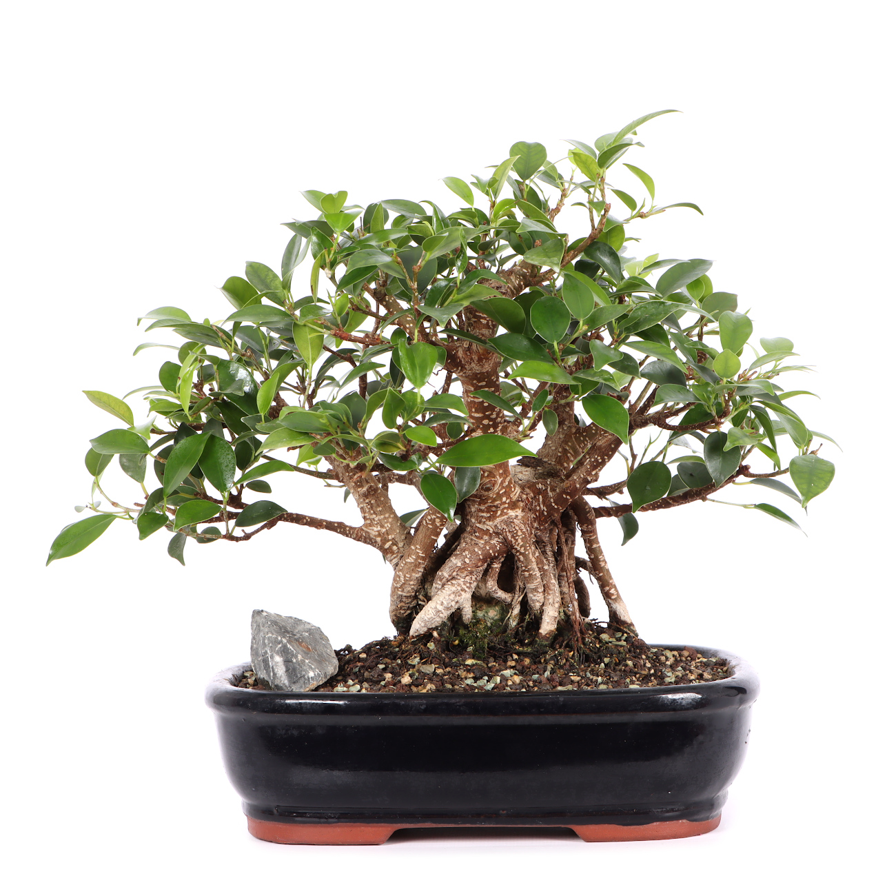 Ficus microcarpa 'Tiger Bark'