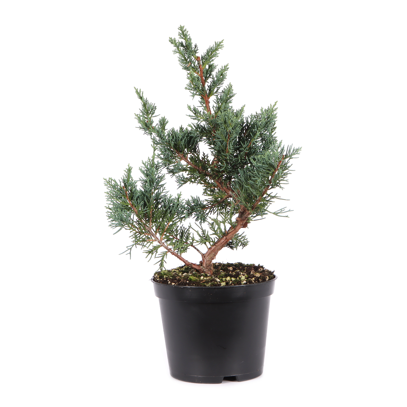 Juniperus chinensis ‘Blaauw‘