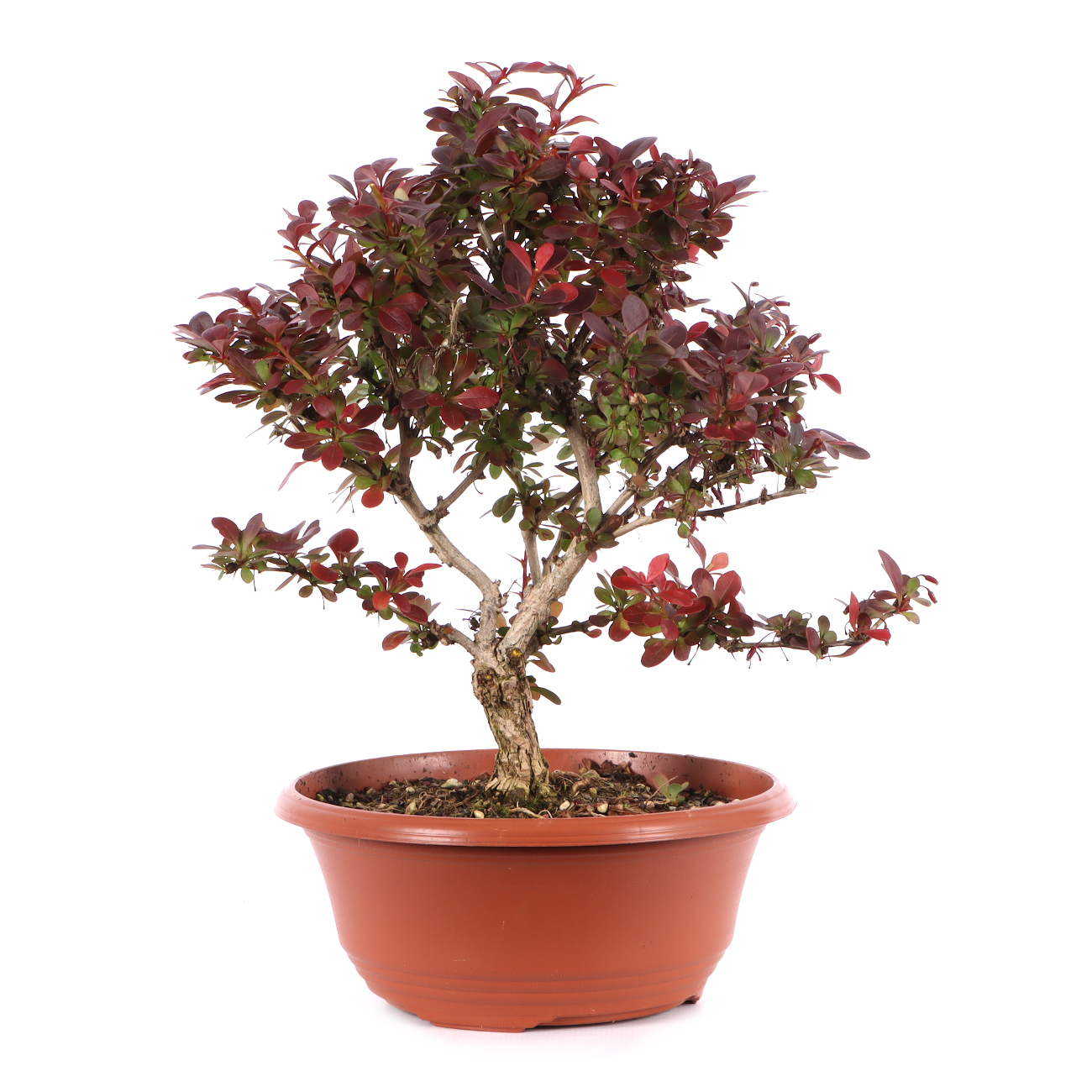 Berberis thunbergii 'Atropurpurea Nana'