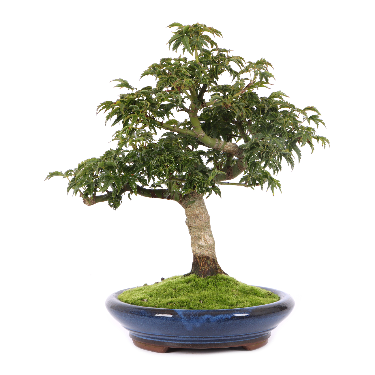 Acer palmatum 'Shishigashira'