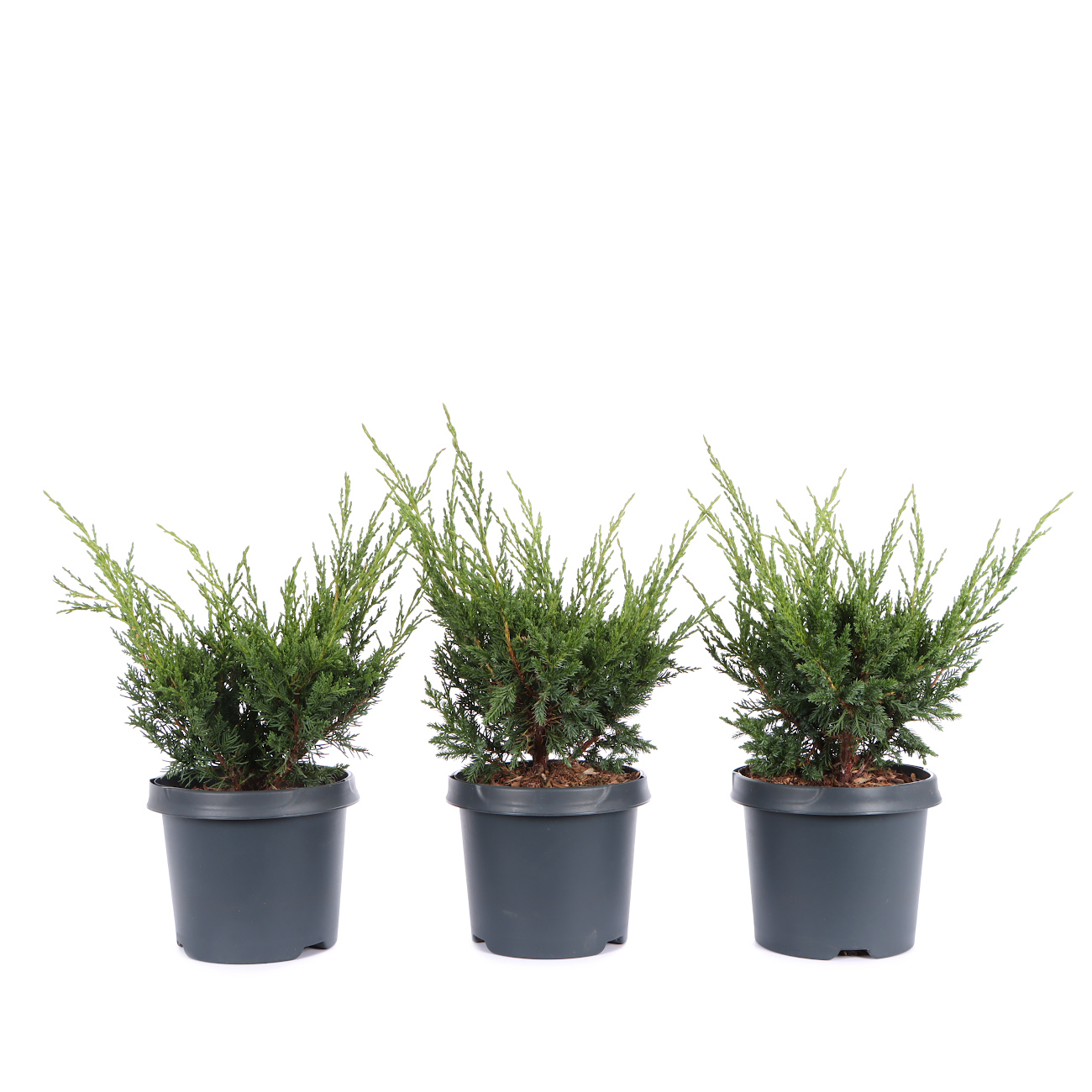 Juniperus chinensis 'Blaauw'