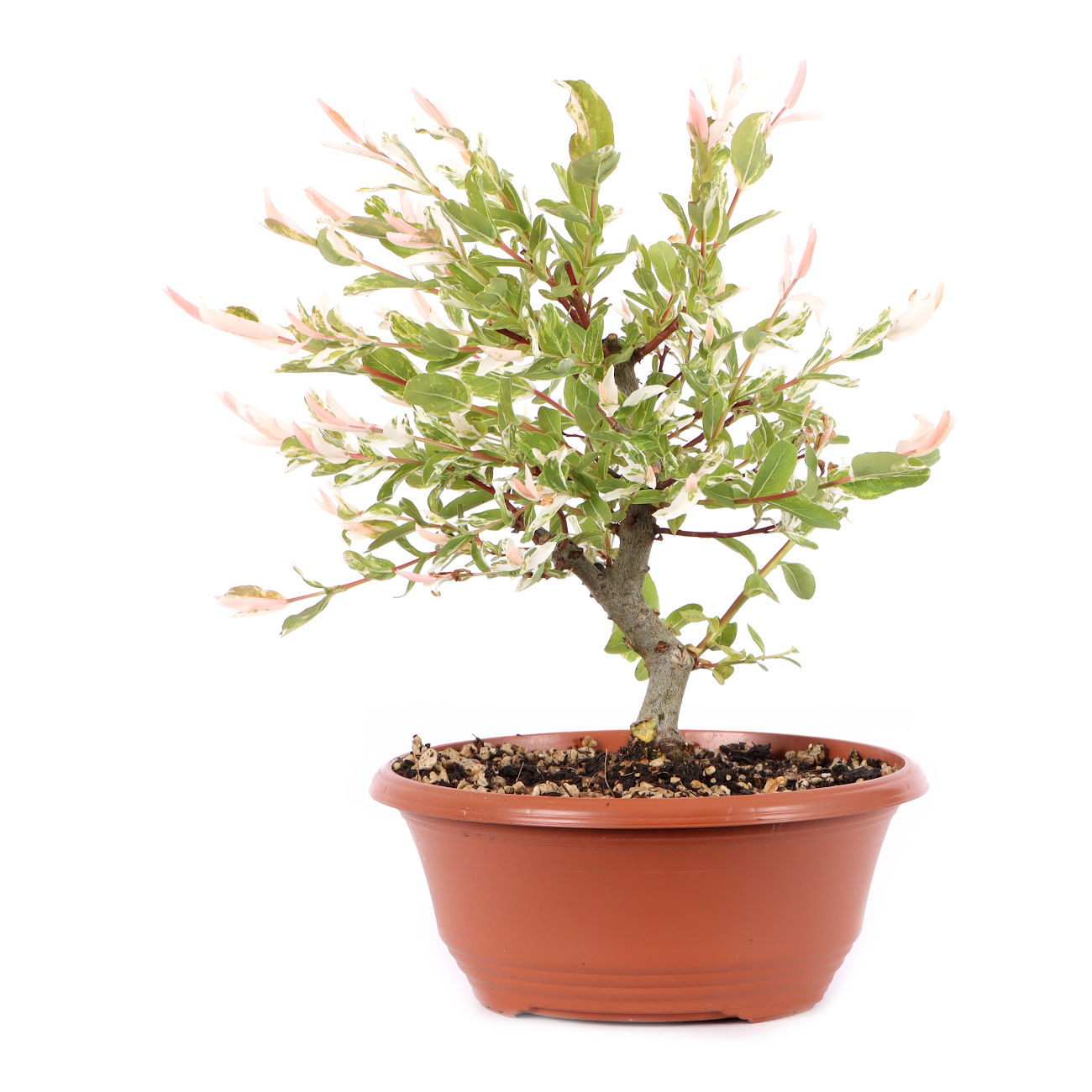 Salix integra 'Hakuro Nishiki'