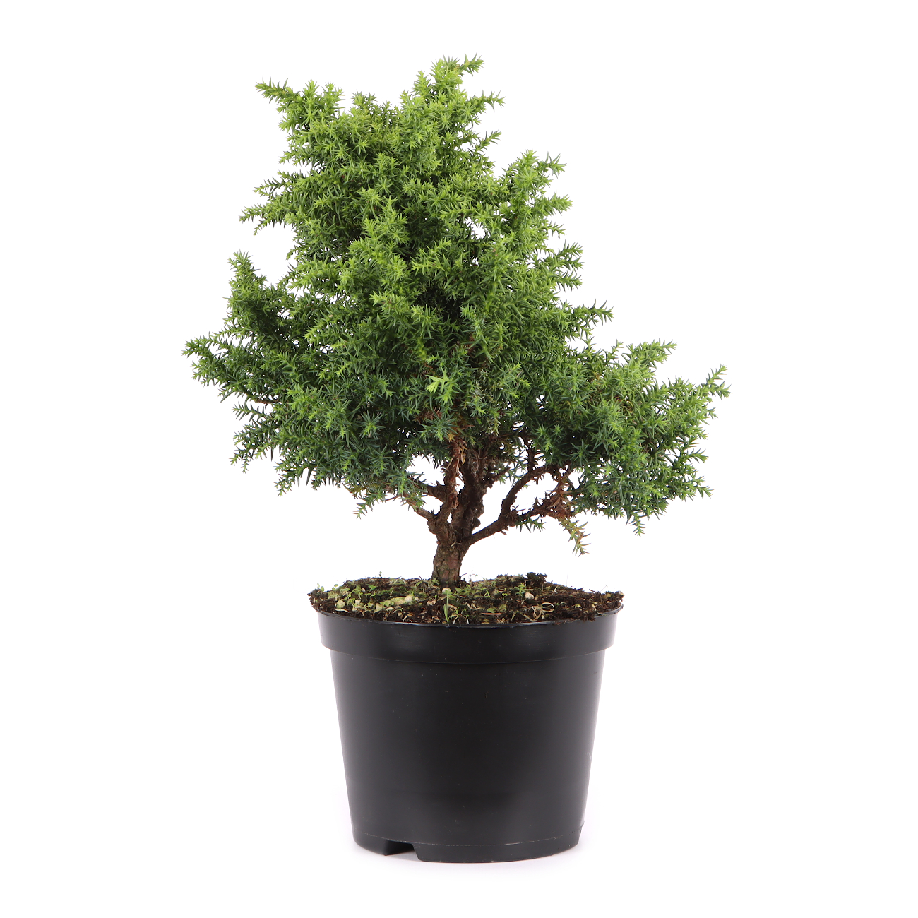 Cryptomeria japonica 'Yokohama'