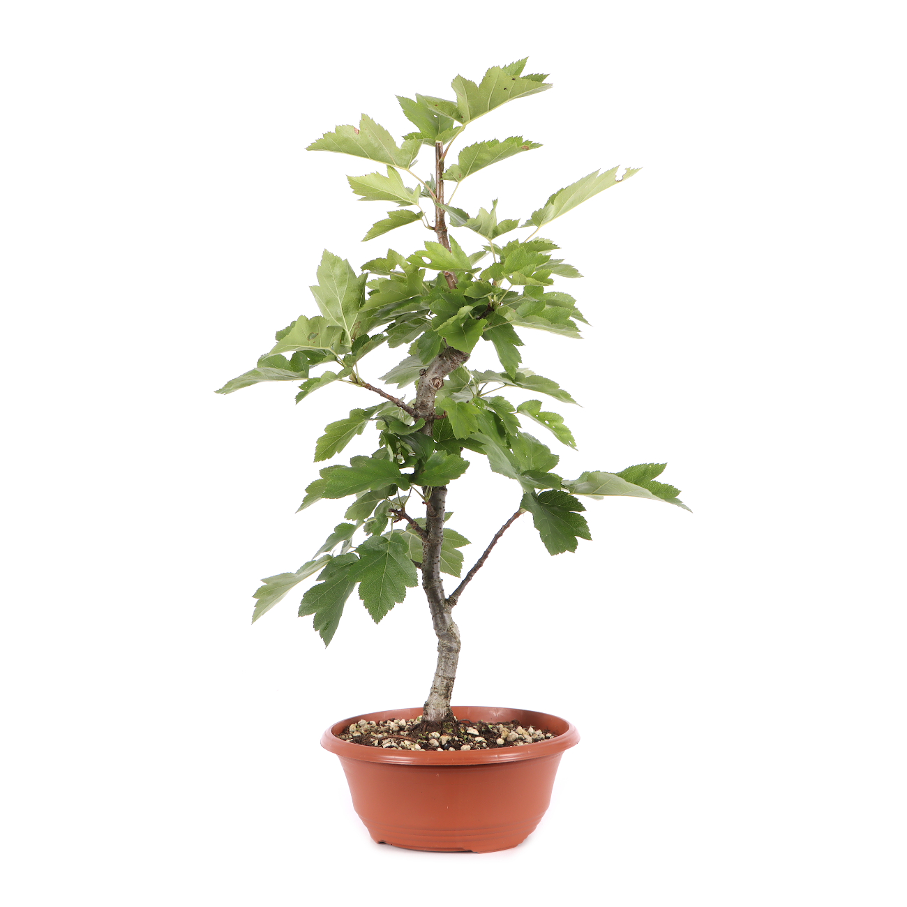 Sorbus torminalis