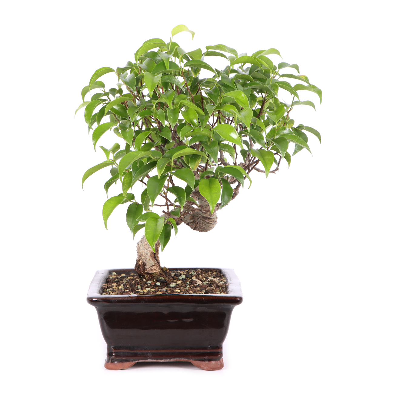 Ficus microcarpa 'Tiger Bark'