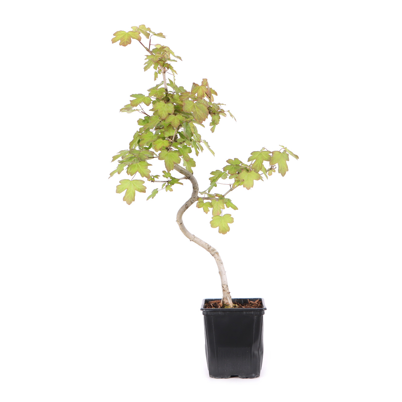 Acer campestre