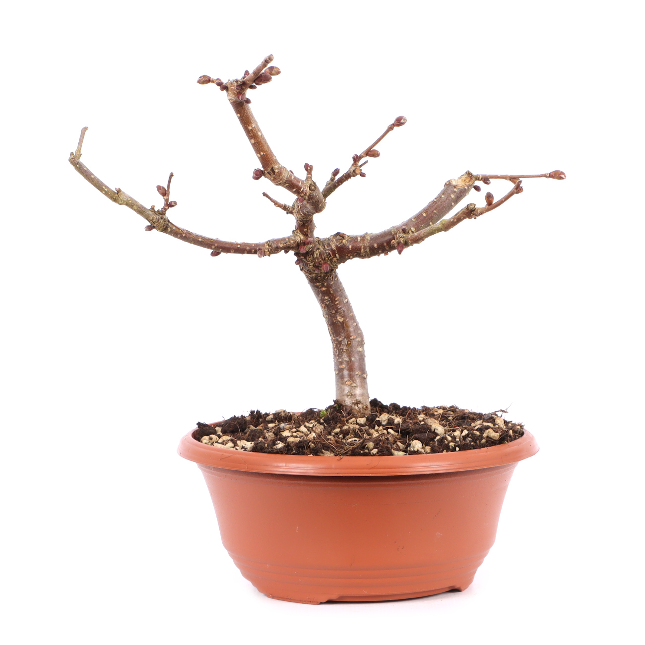 Corylus avellana 'Rotblättrige Zellernuss'