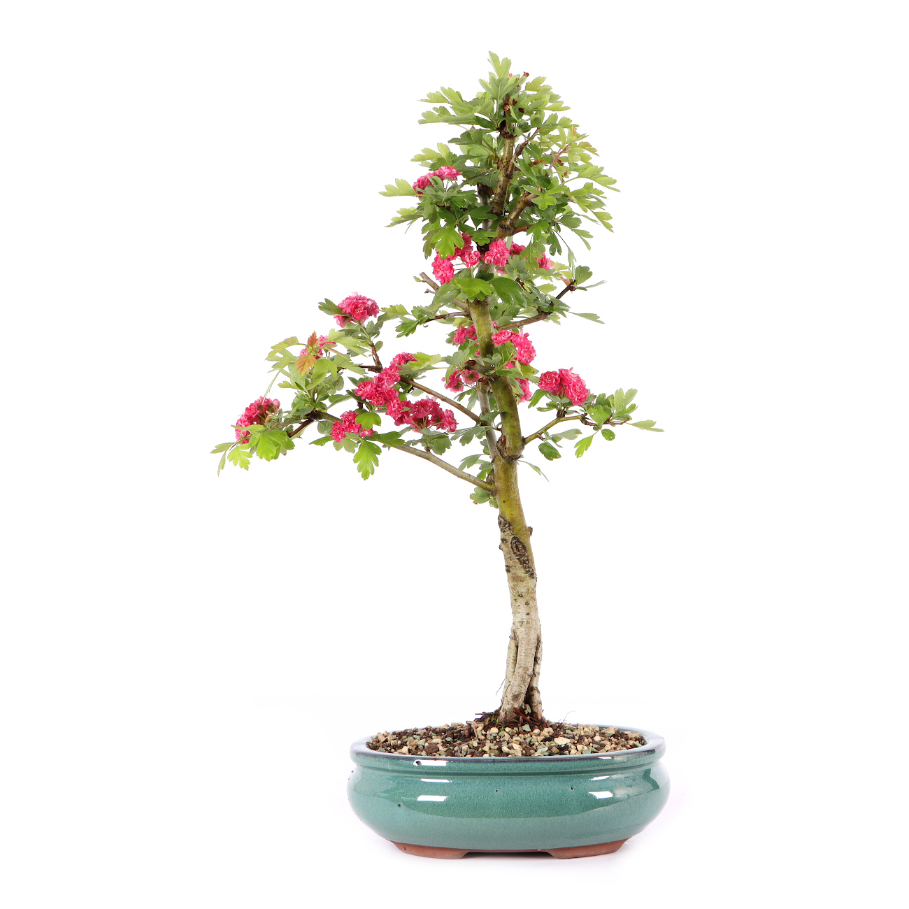 Crataegus laevigata 'Paul's Scarlet'