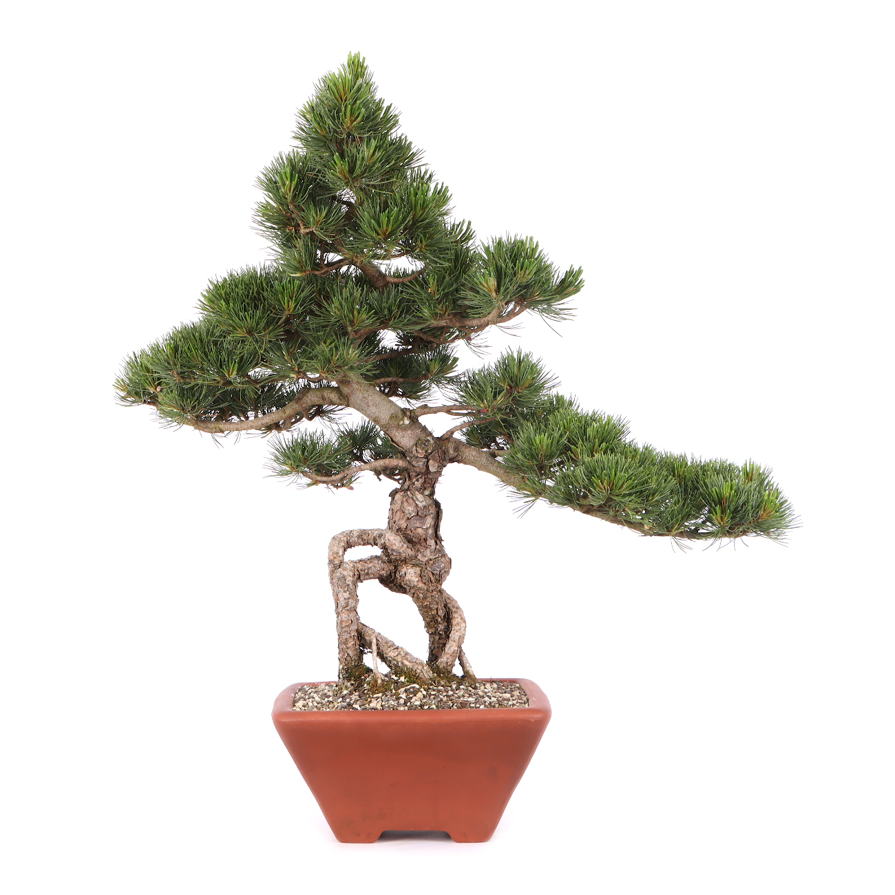 red maple bonsai Japanese Red Maple Bonsai Tree main image 0