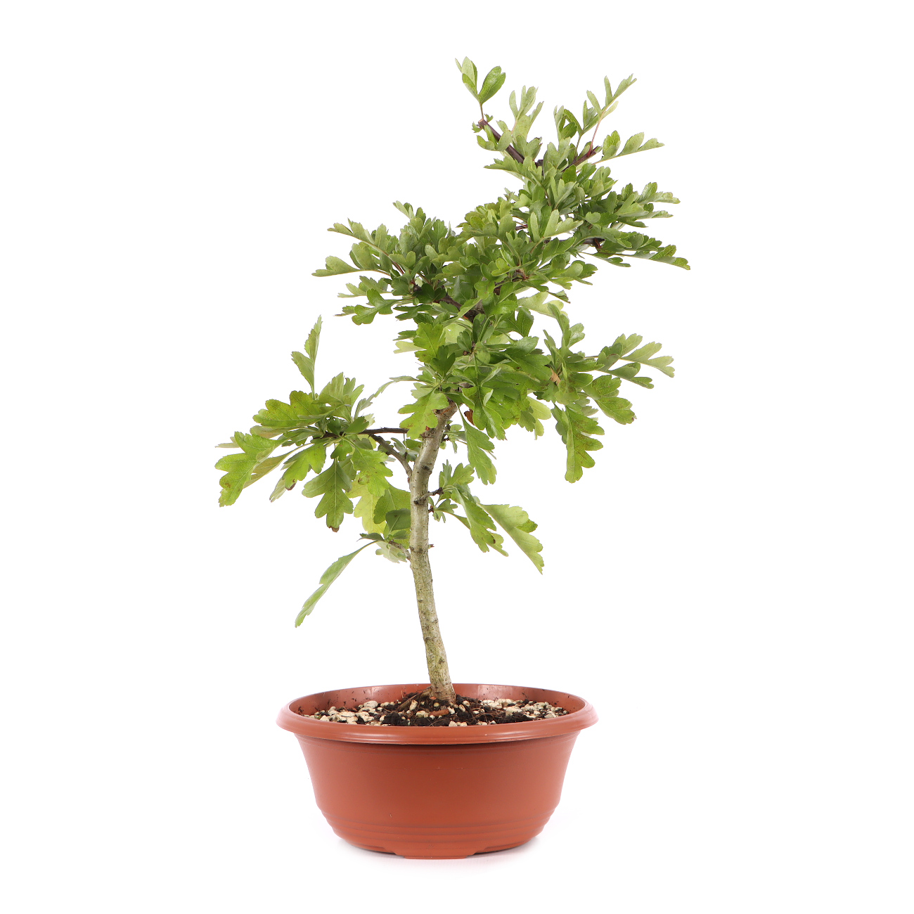 Crataegus monogyna