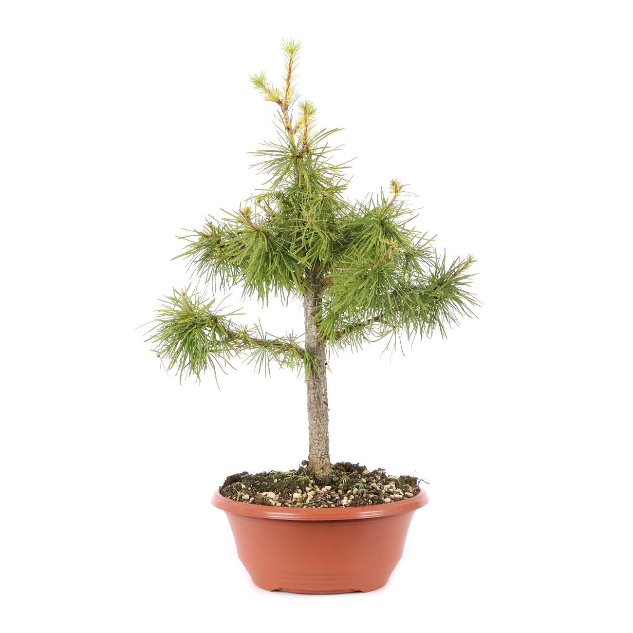 Larix decidua