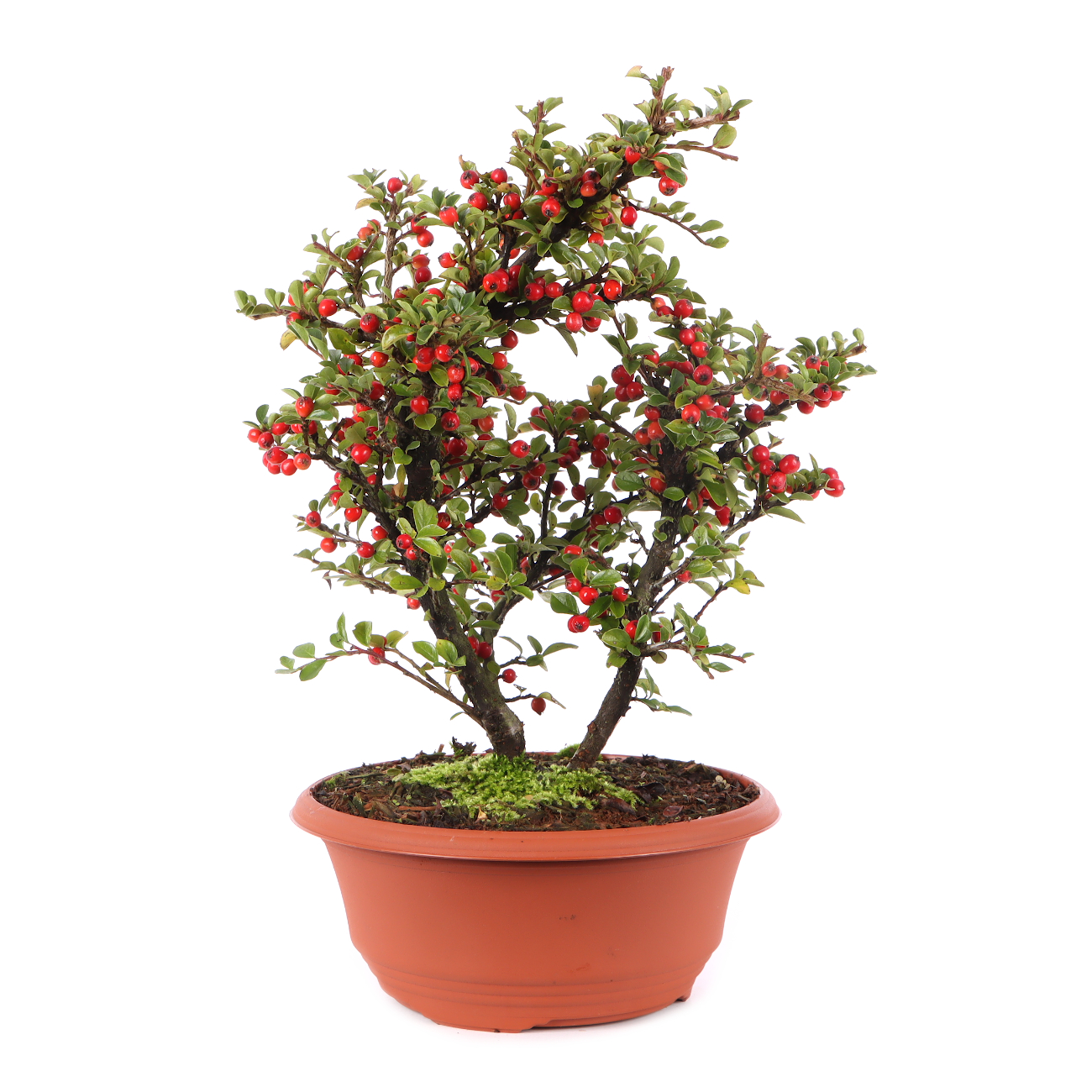 Cotoneaster praecox