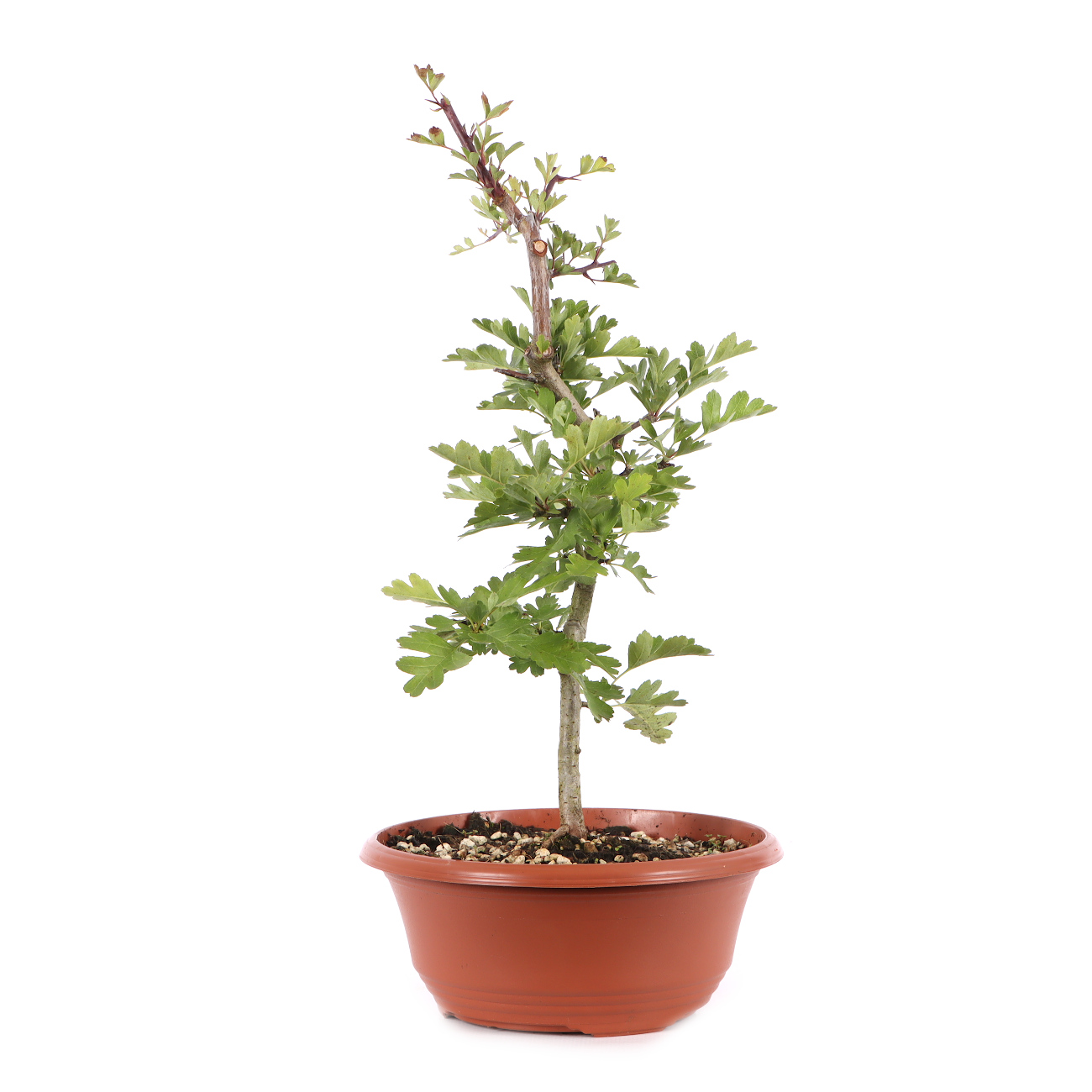 Crataegus monogyna