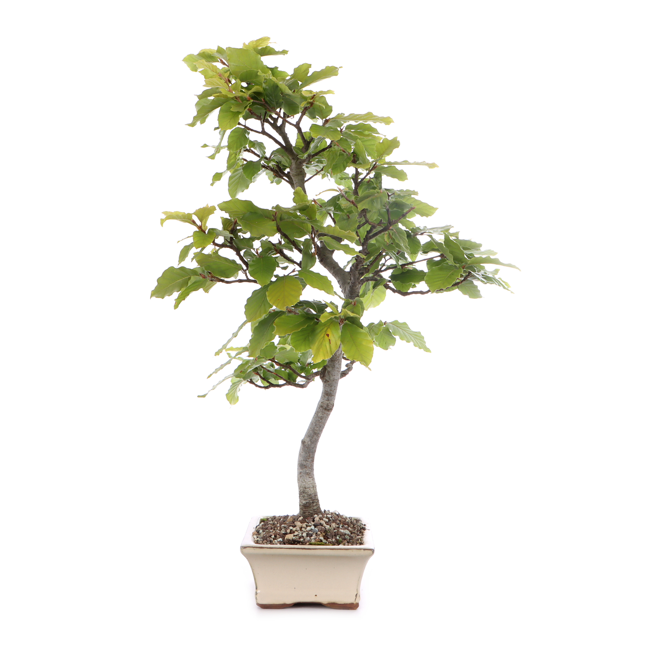 Fagus sylvatica