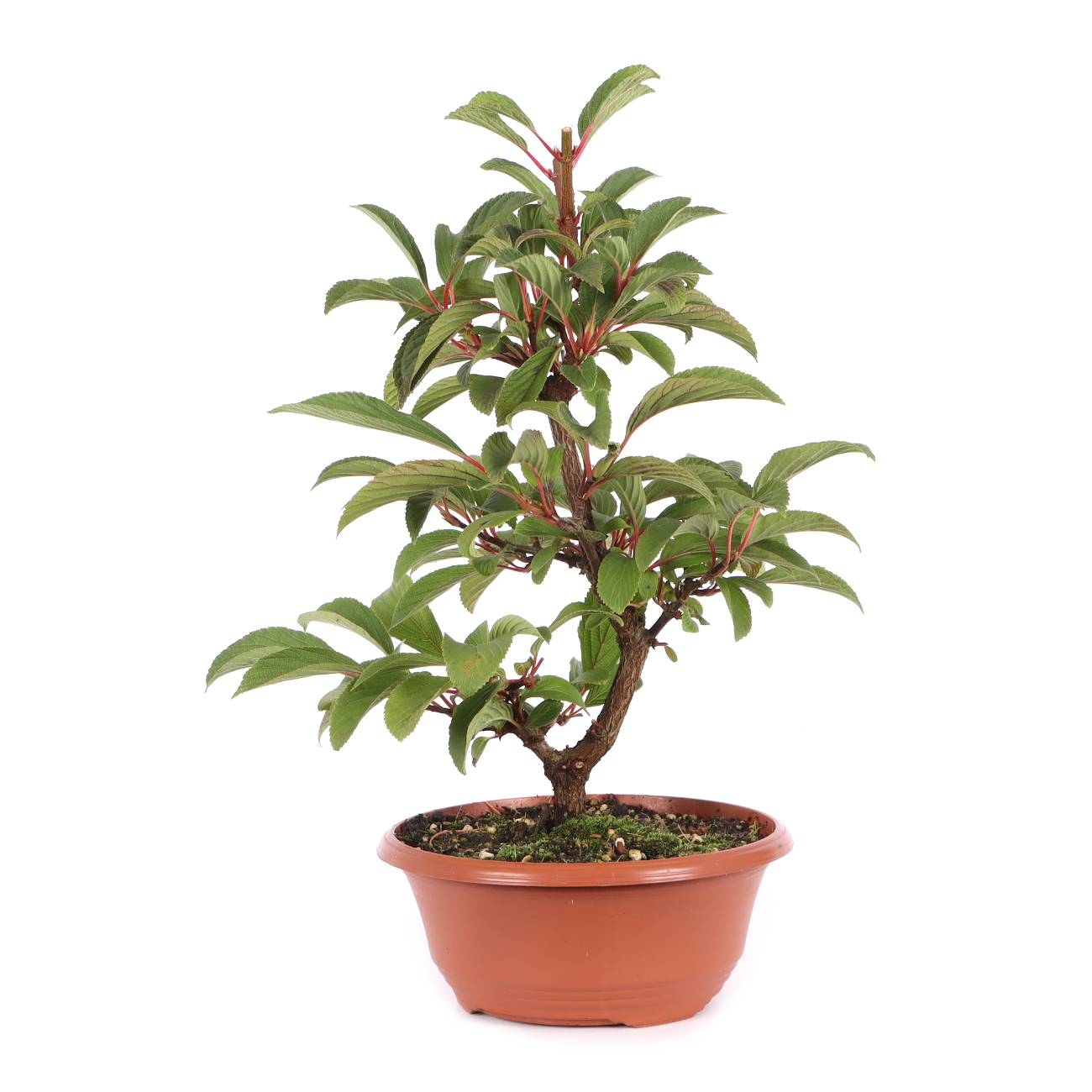Viburnum x bodnantense 'Dawn'