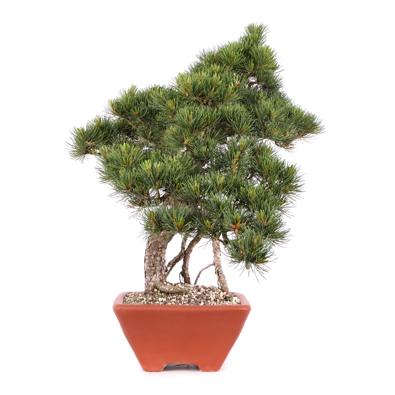 Pinus parviflora 'Glauca'