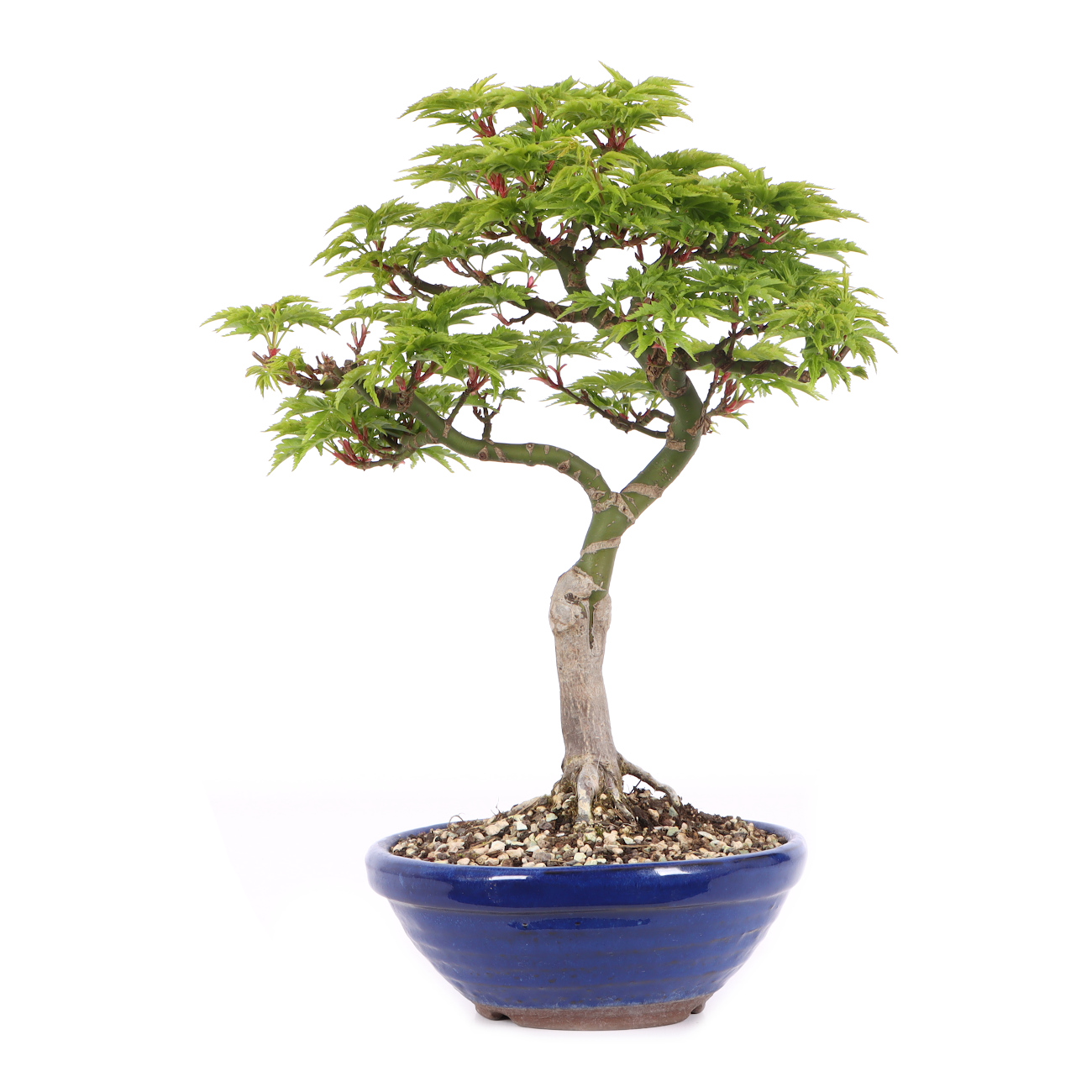 Acer palmatum 'Shishigashira'