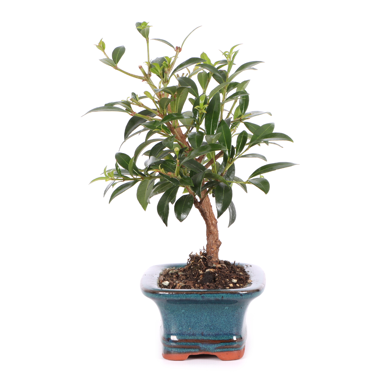 Syzygium paniculatum