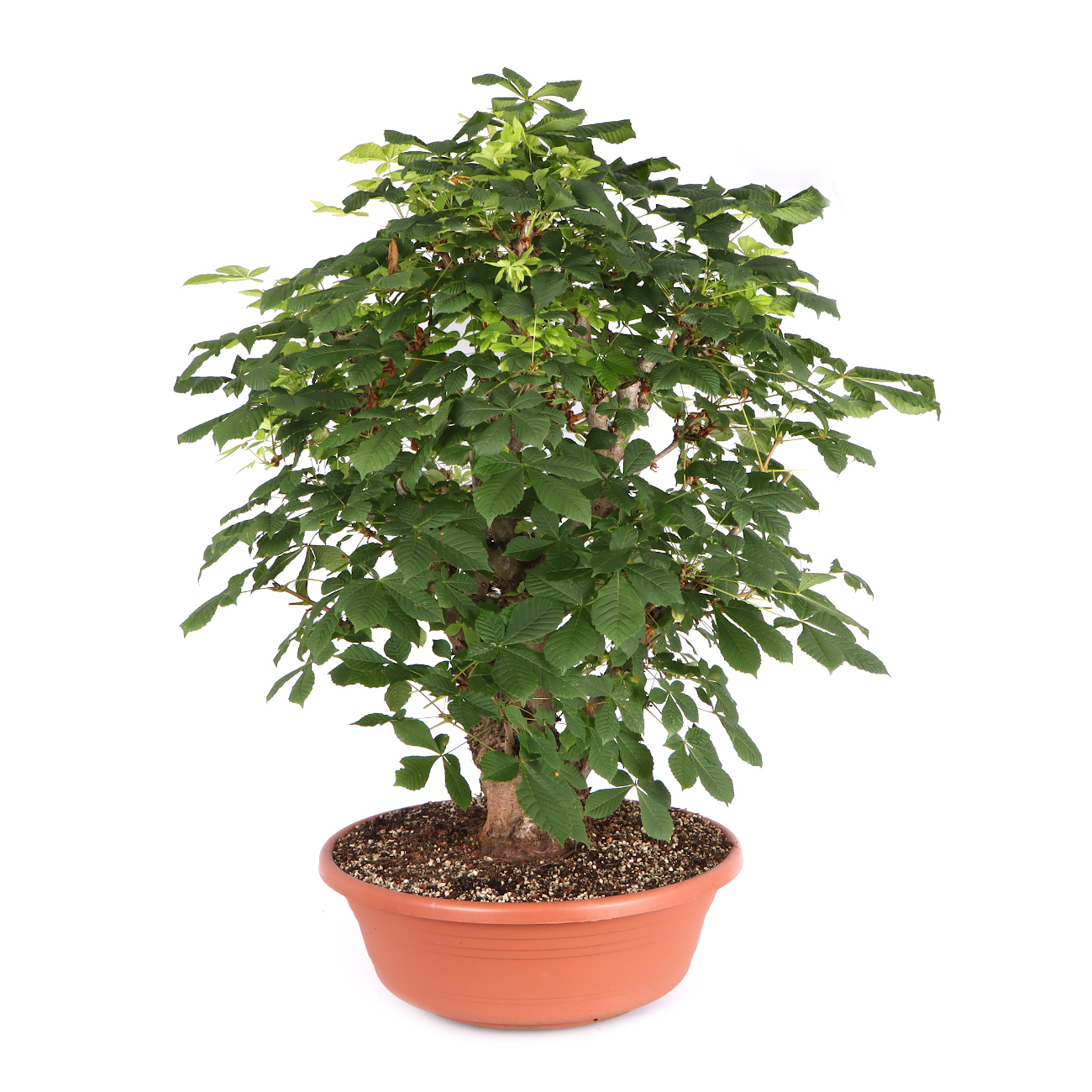 Seitenansicht rechts