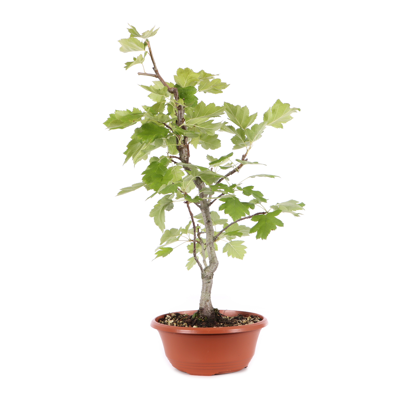 Sorbus torminalis