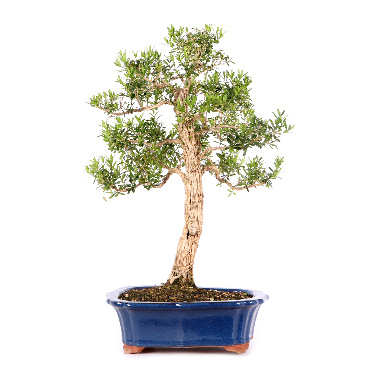 Buxus sinica var. sinica