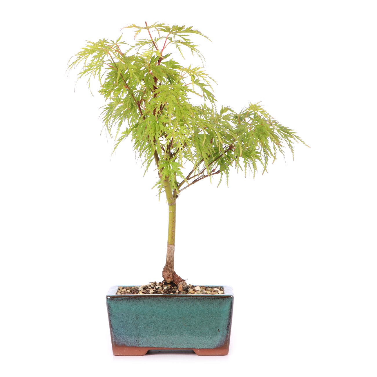Acer palmatum 'Seiryu'