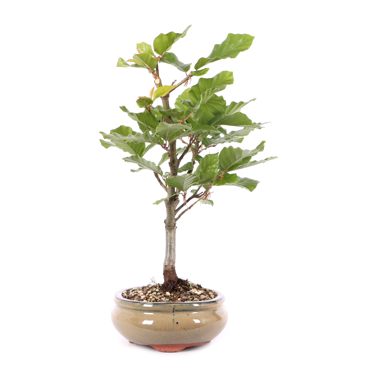 Fagus sylvatica