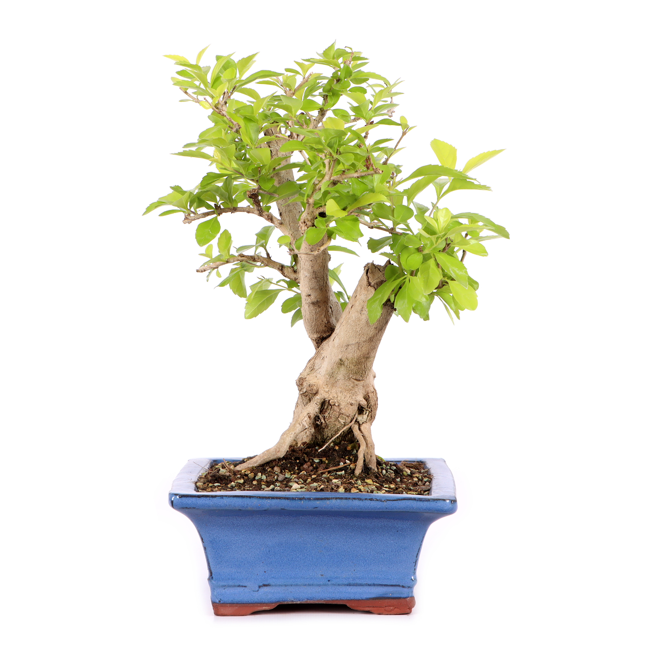 Duranta erecta