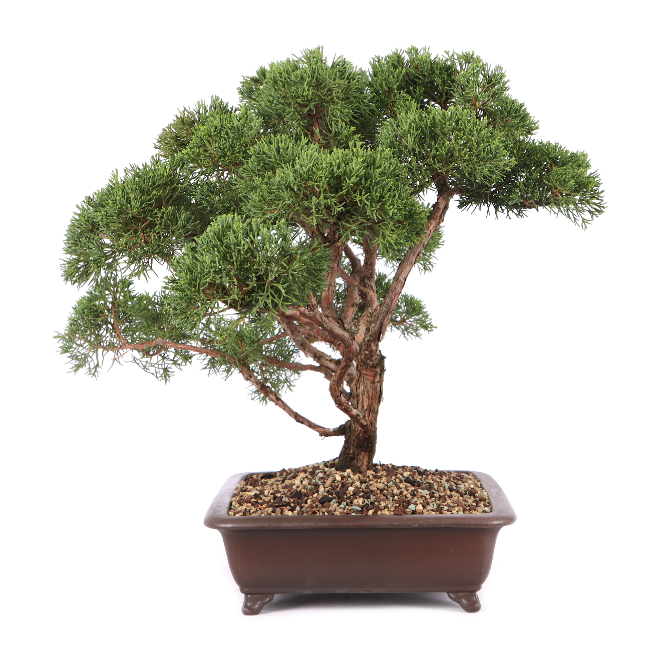 Juniperus chinensis