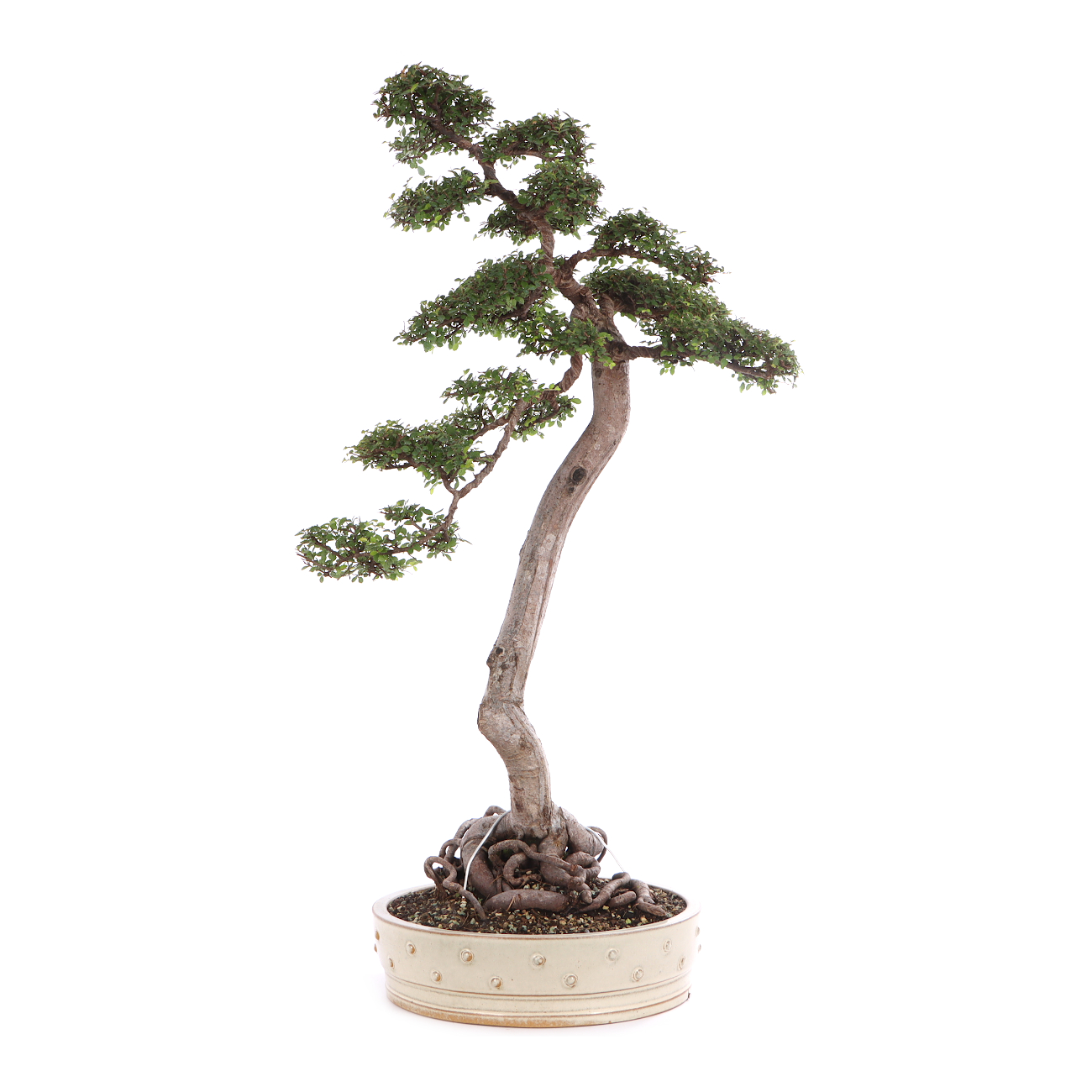 Ulmus parvifolia