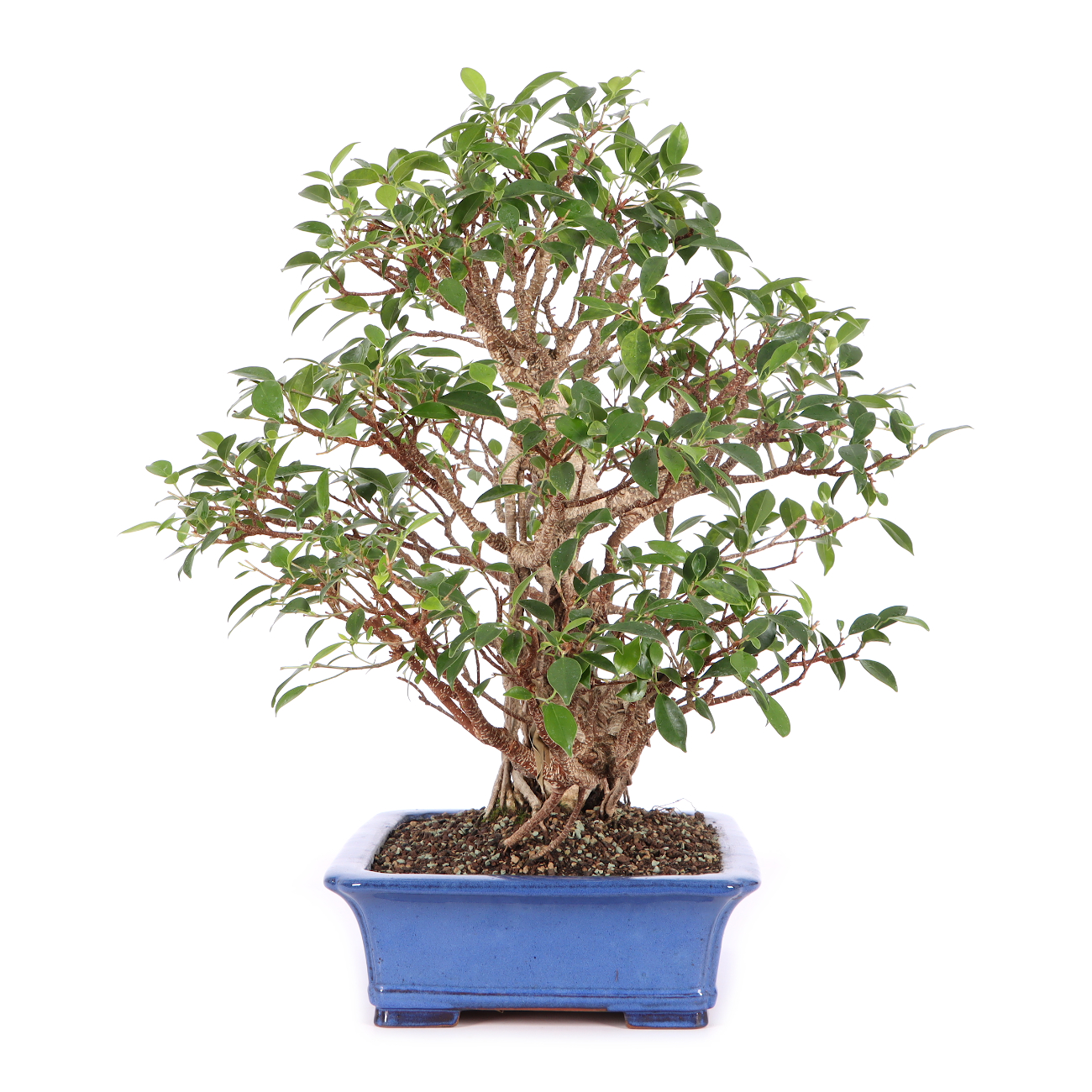Ficus microcarpa 'Tiger Bark'