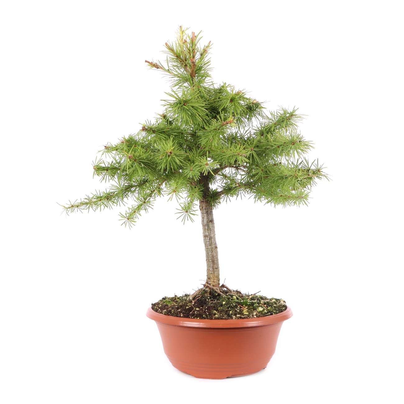 Larix decidua