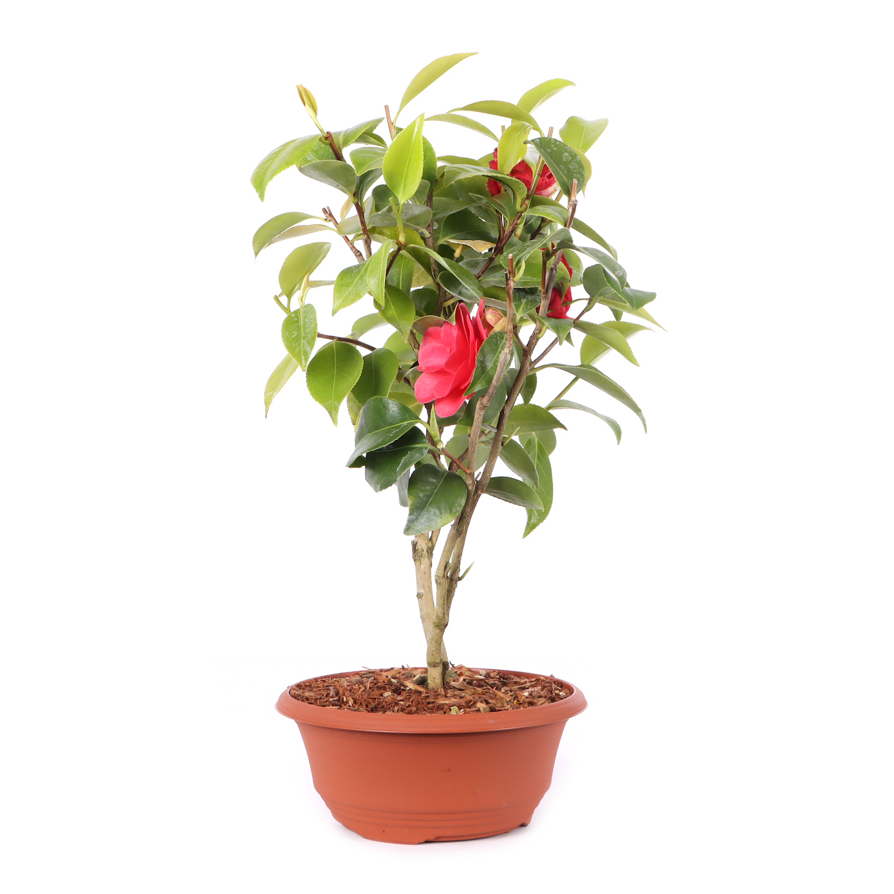 Camellia japonica 'Bonomiana'