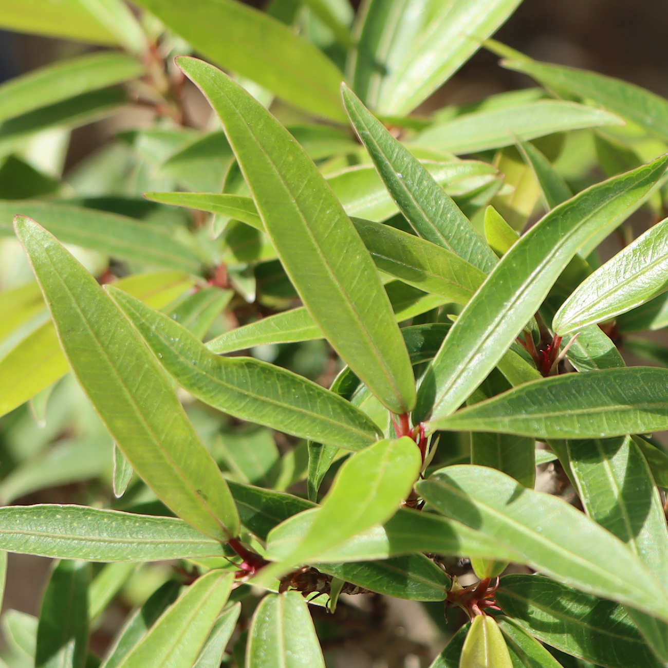 Ficus sikkimensis