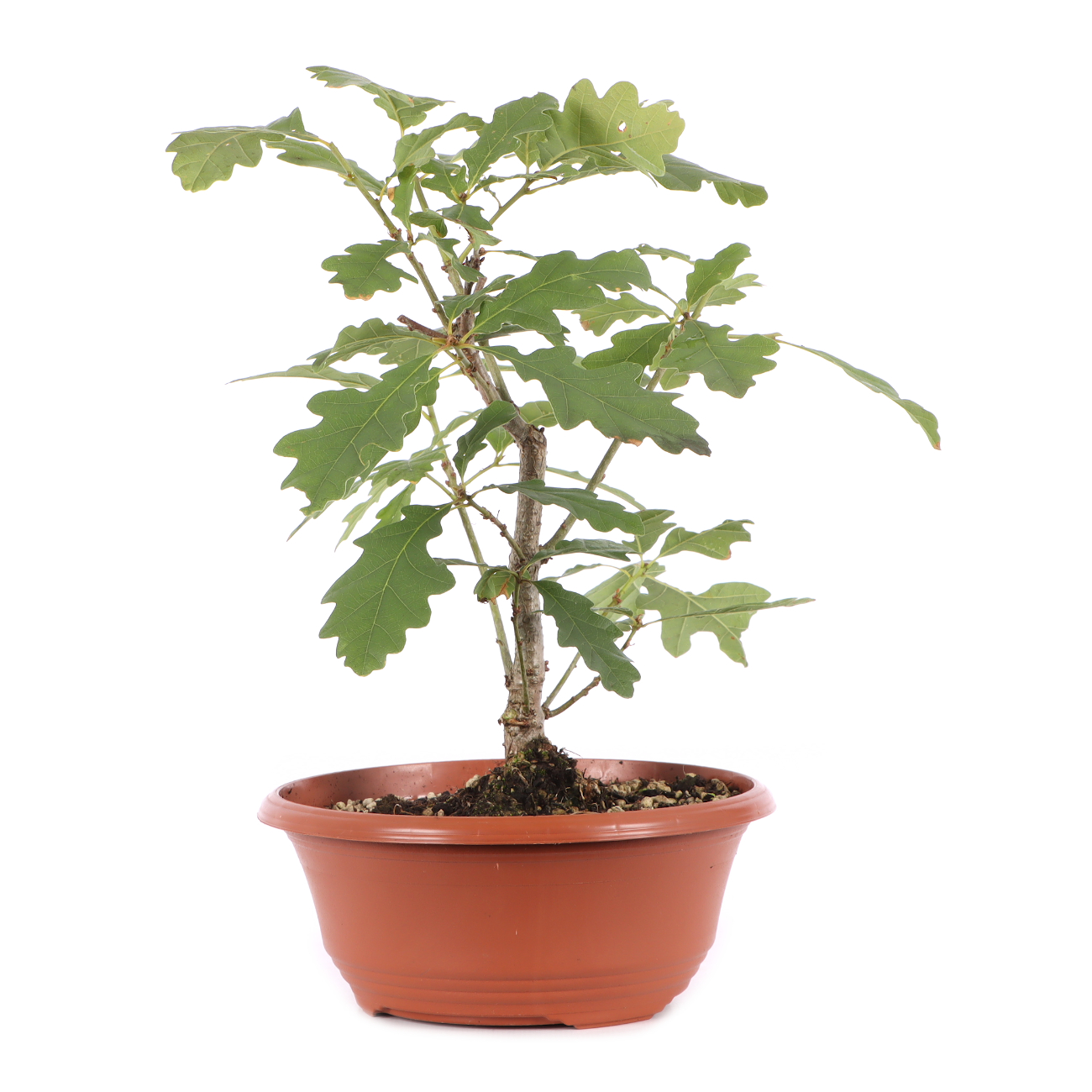 Quercus robur