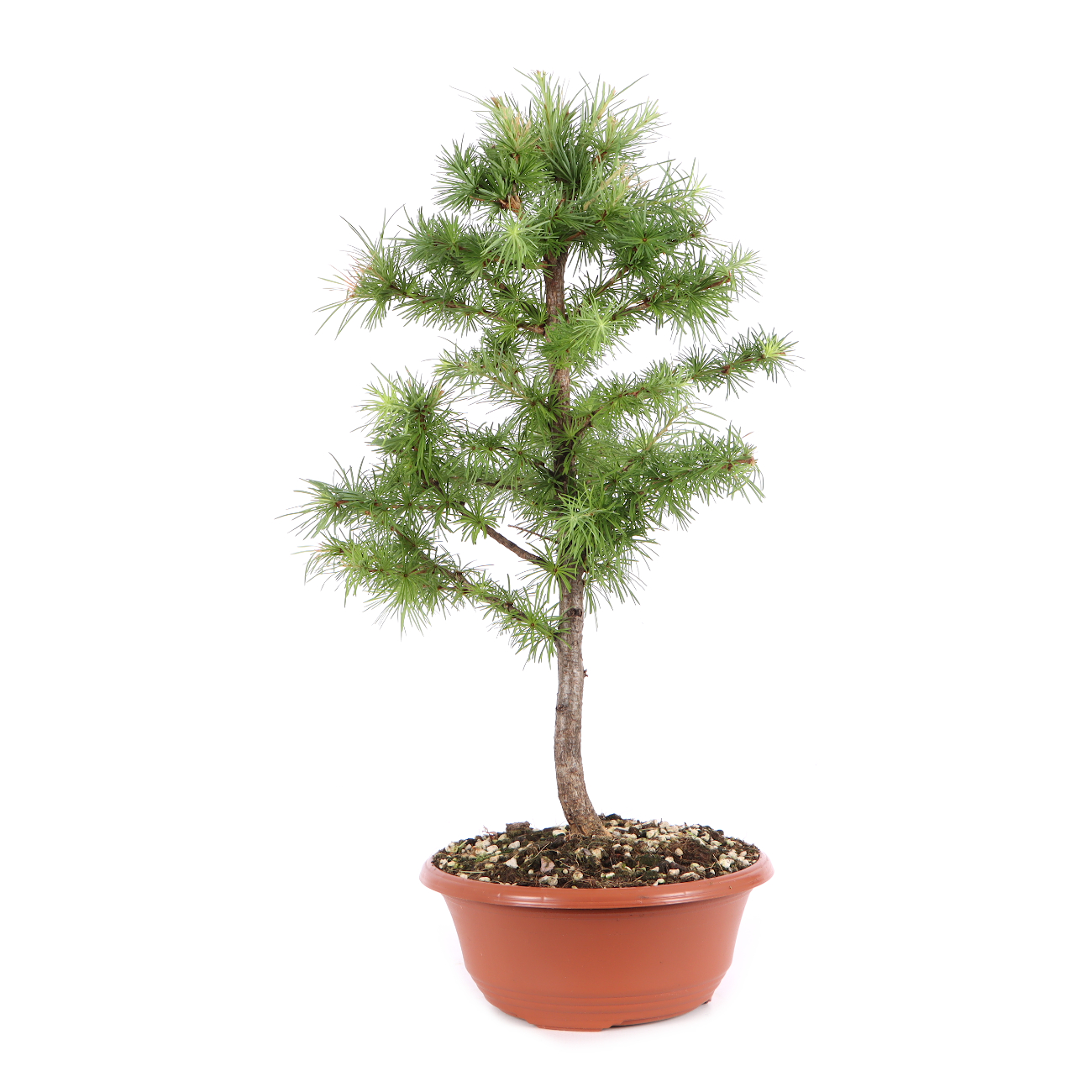 Larix kaempferi