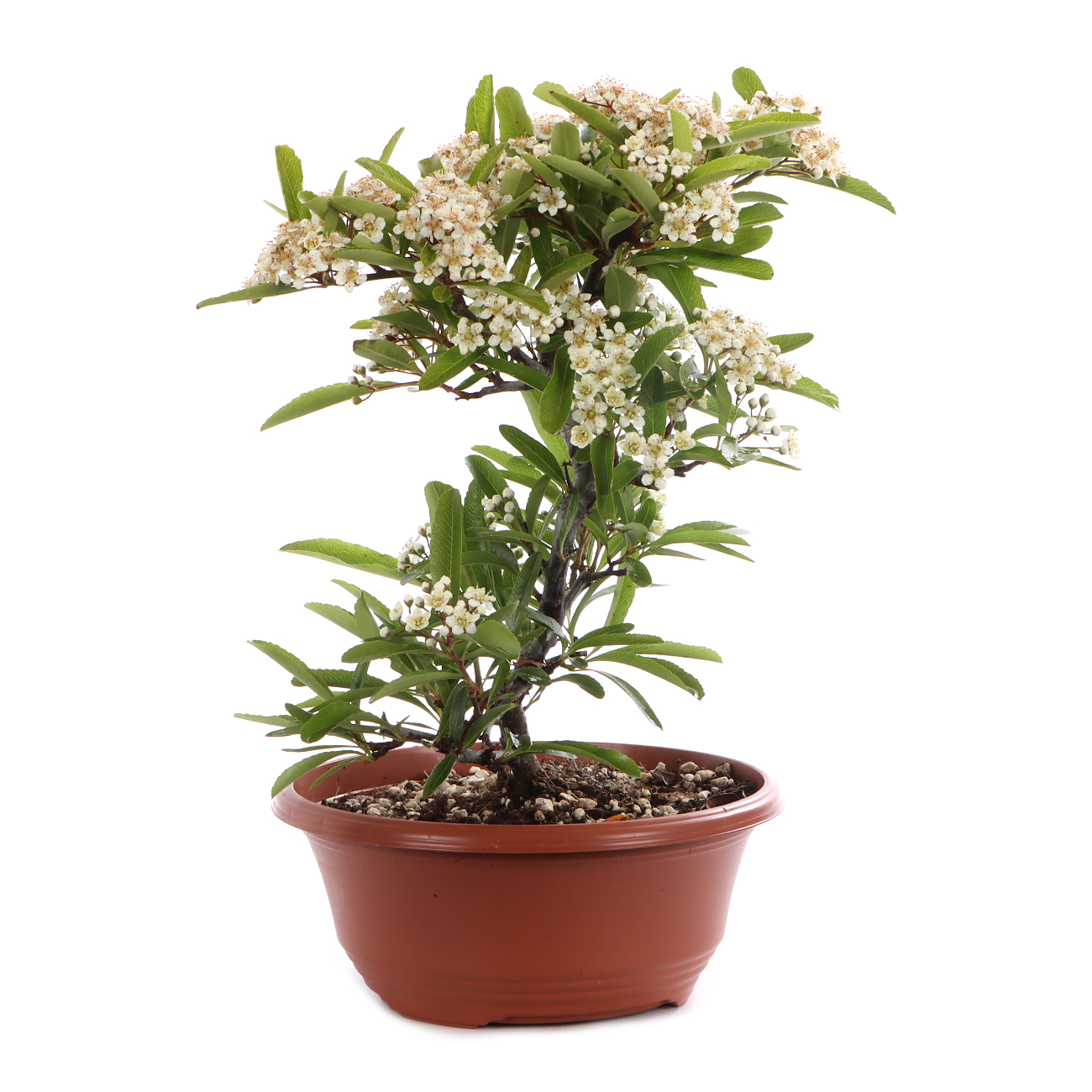 Pyracantha angustifolia