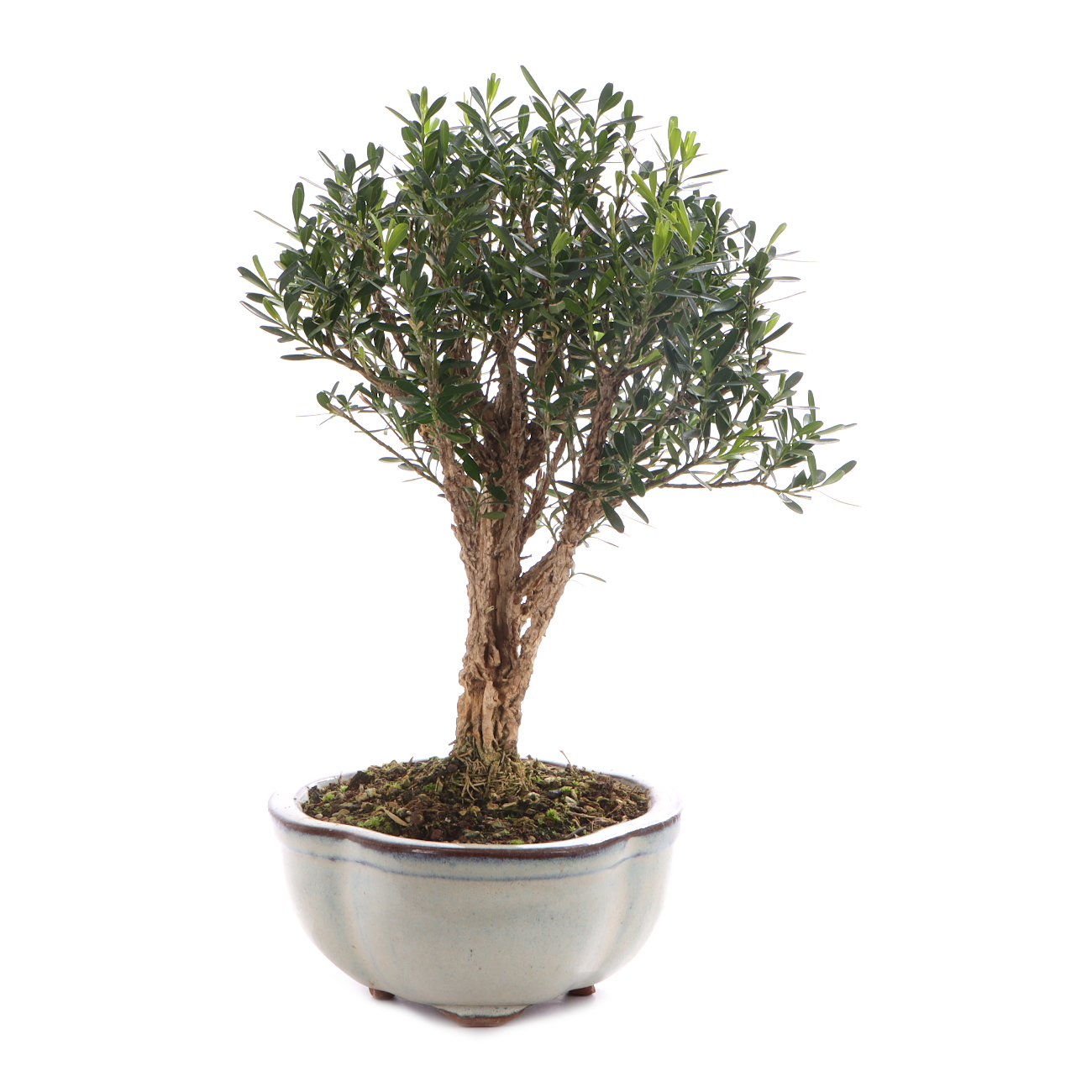 Buxus sinica var. sinica