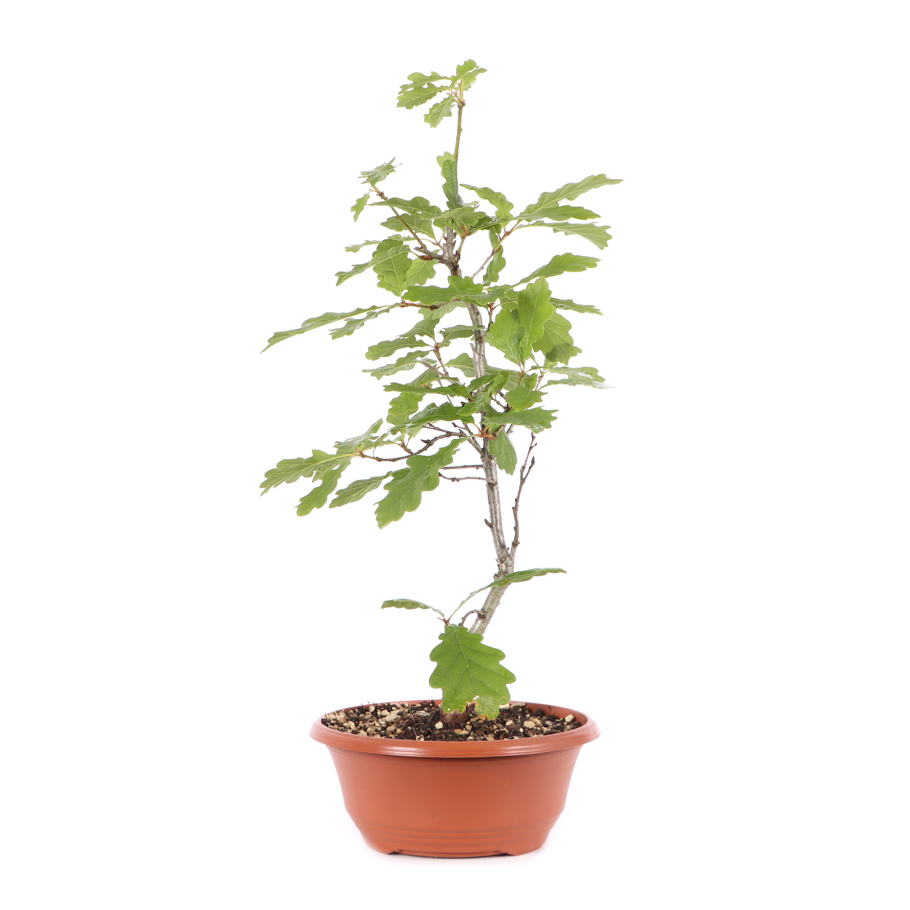 Quercus robur