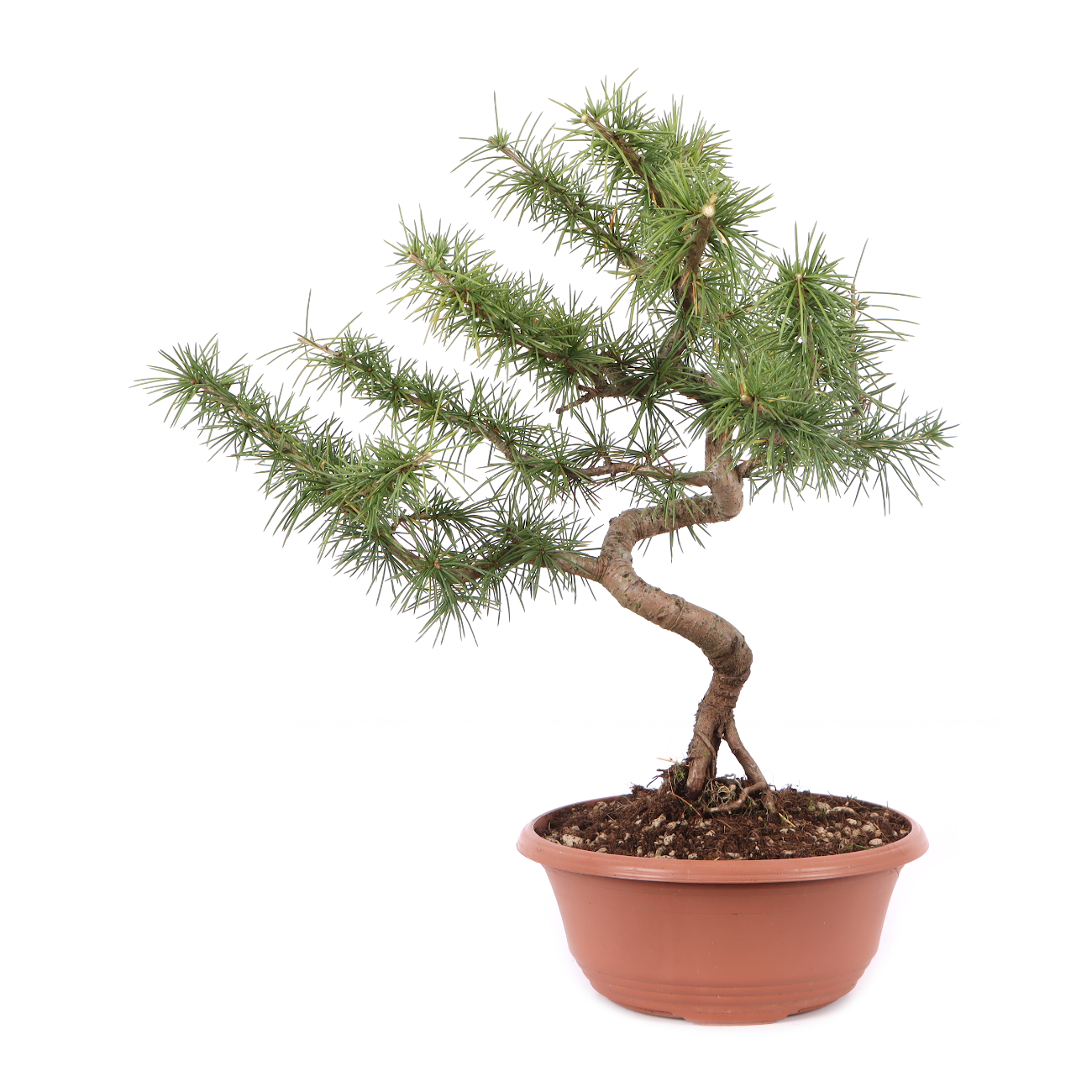 Cedrus atlantica