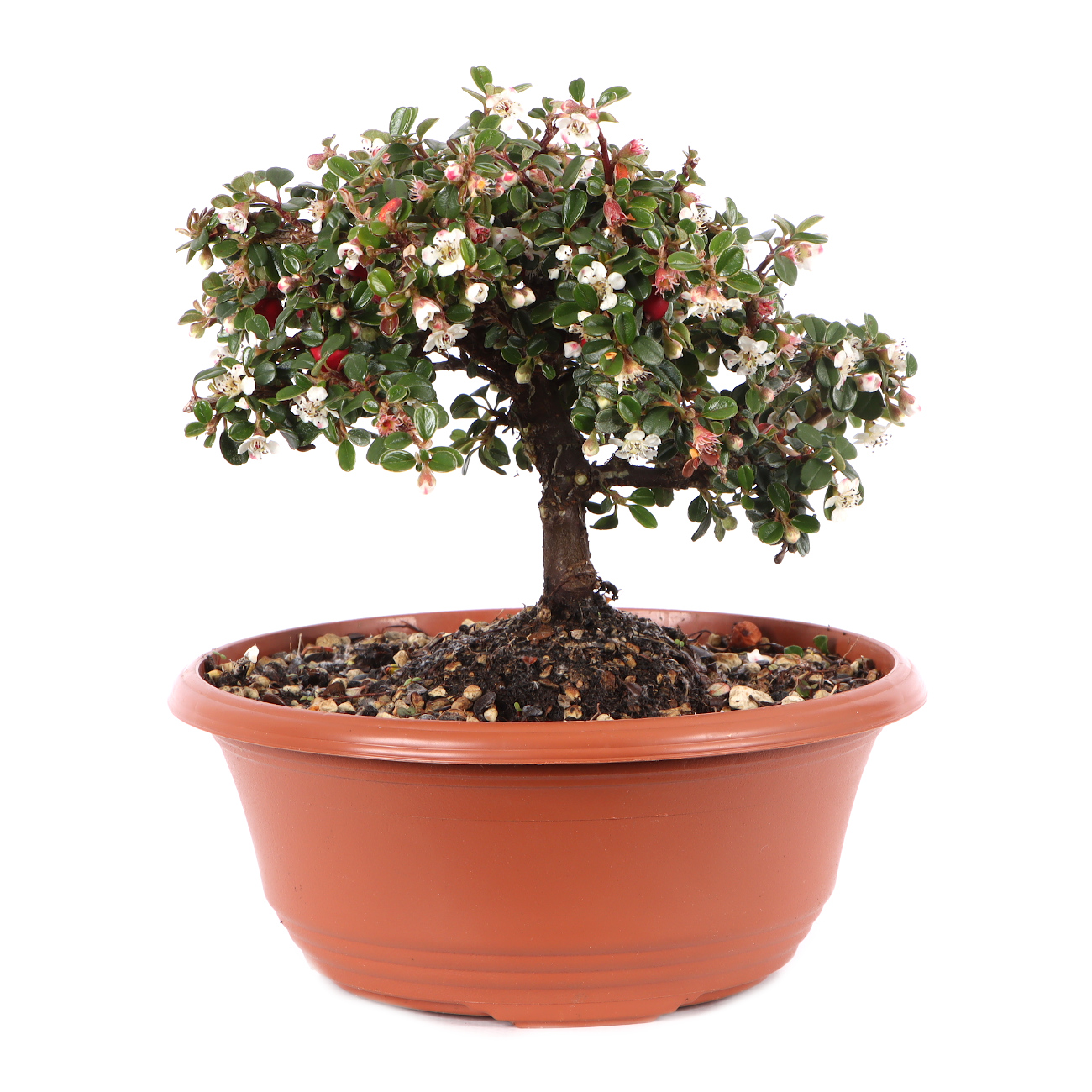 Cotoneaster microphyllus 'Cochleatus'
