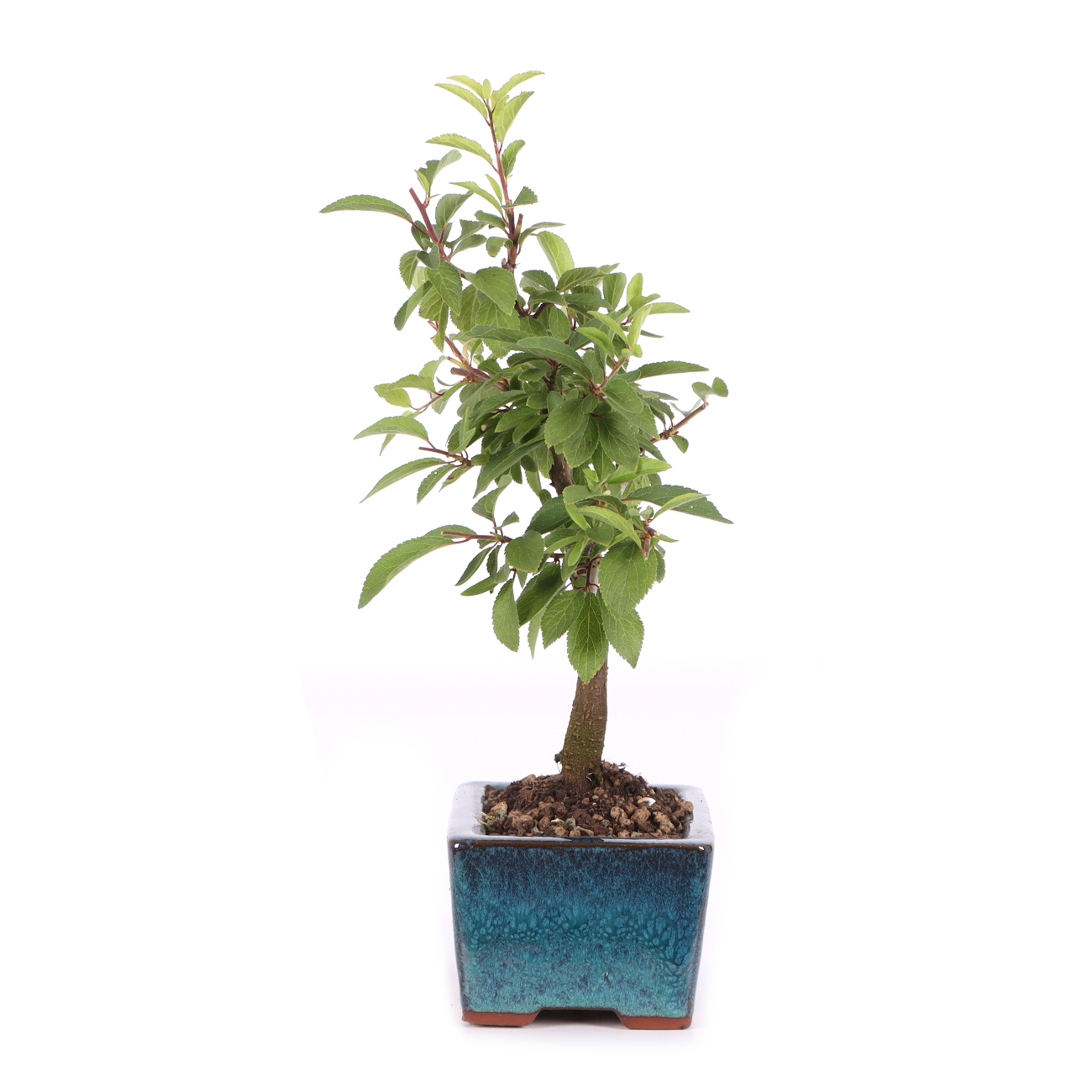 Prunus spinosa
