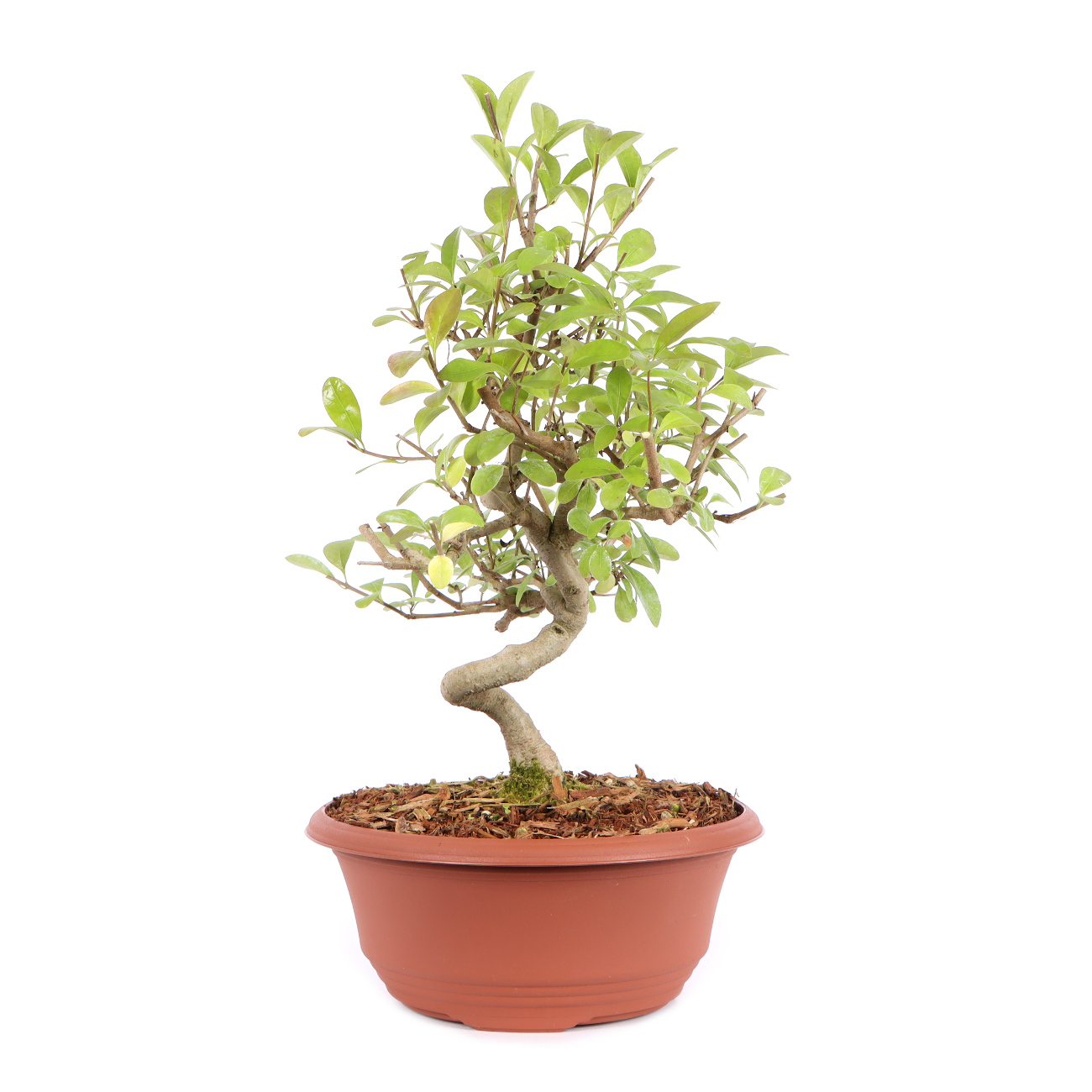 Seitenansicht rechts