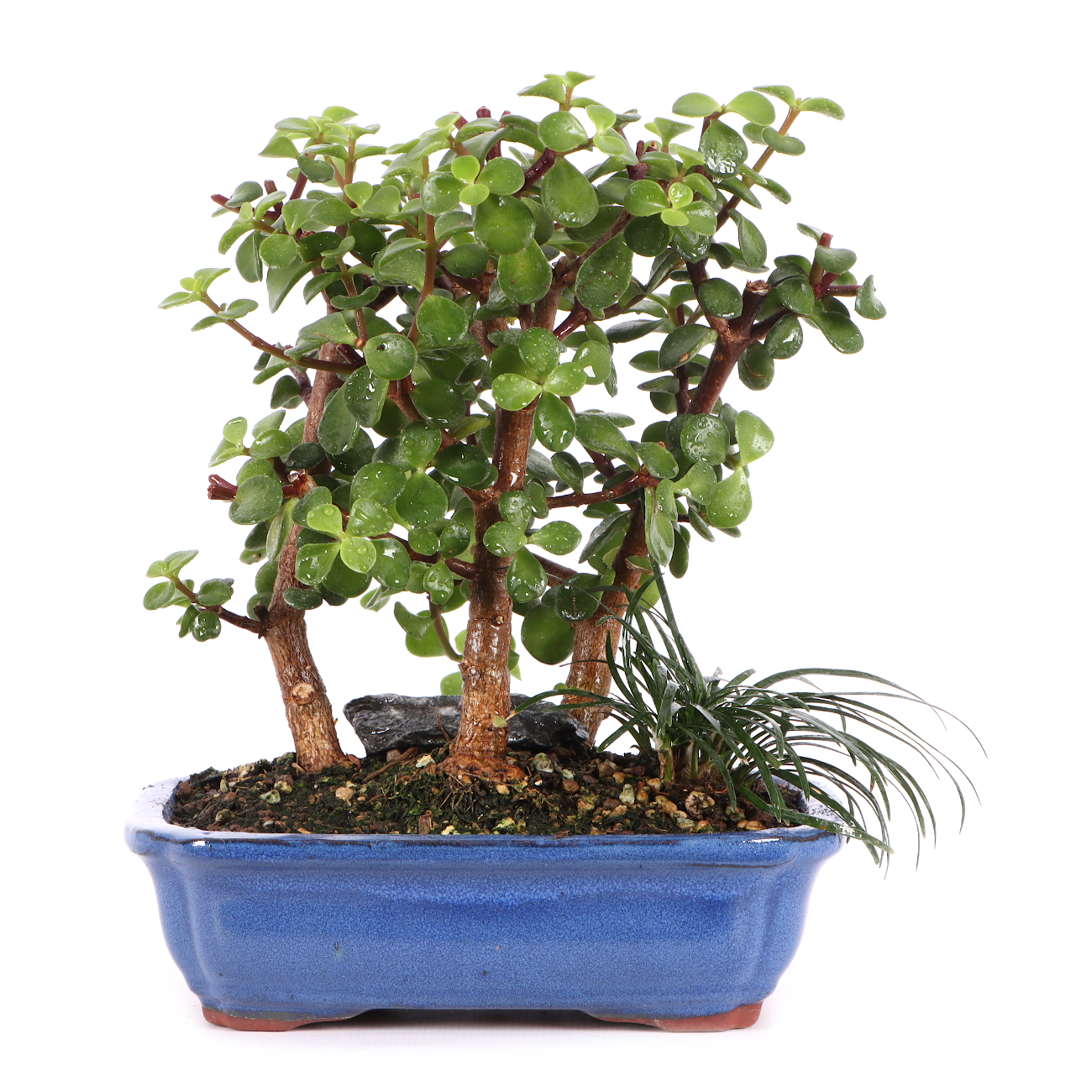 Portulacaria afra