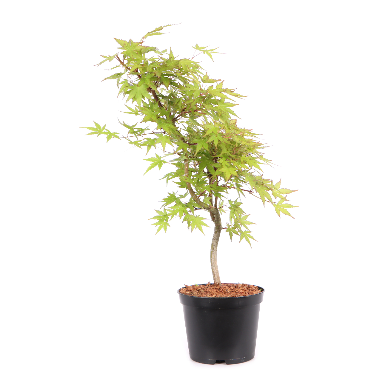 Acer palmatum