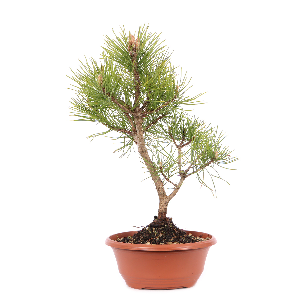 Pinus mugo subsp. uncinata