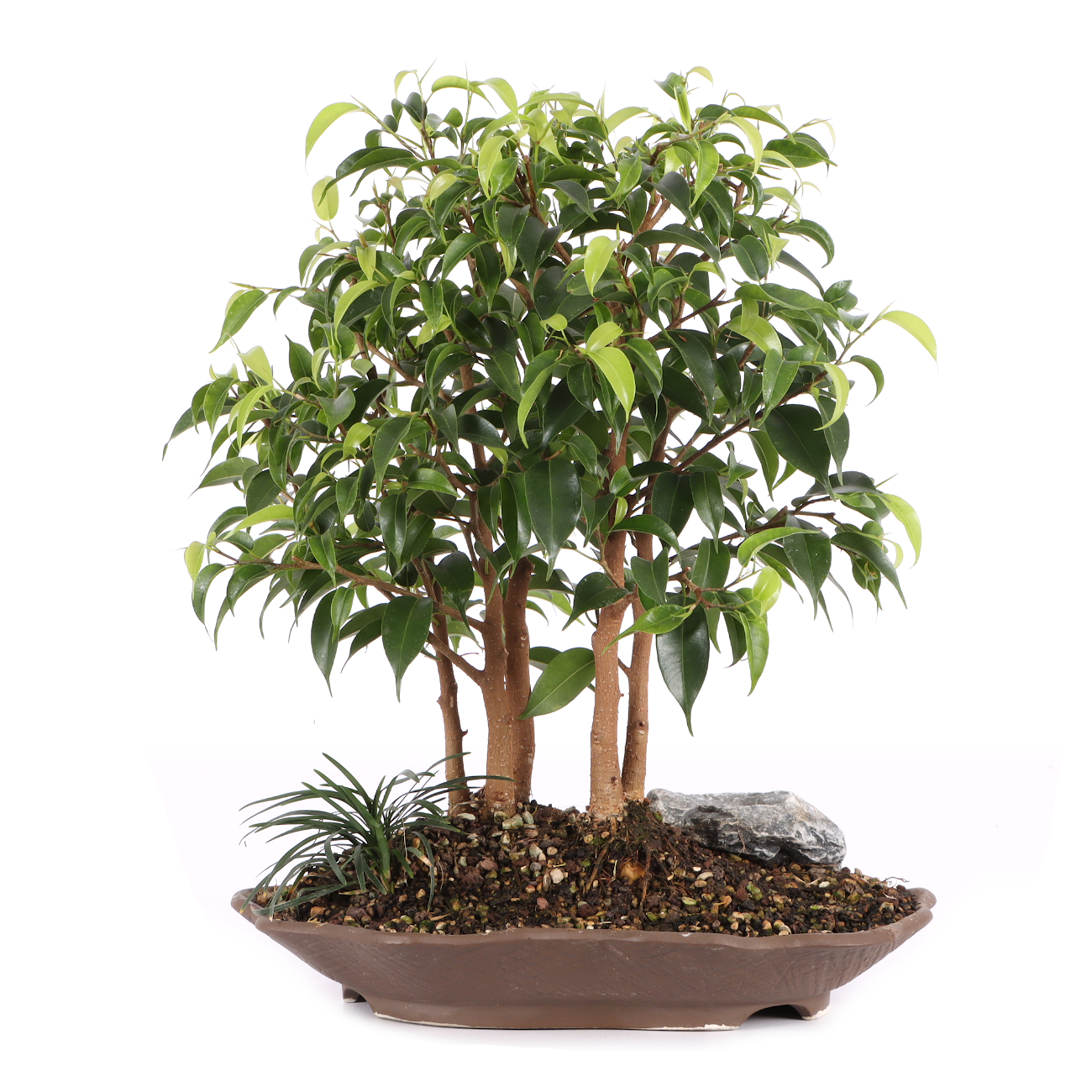 Ficus benjamina 'Natasja'