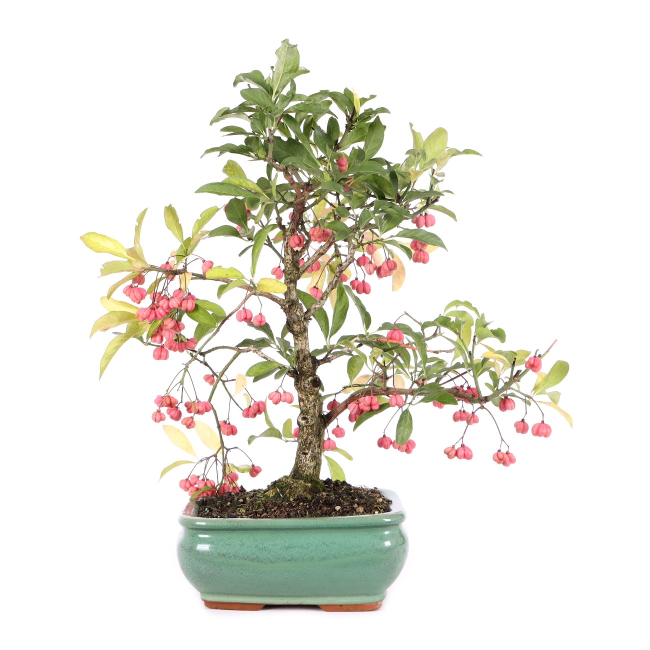 Euonymus europaeus